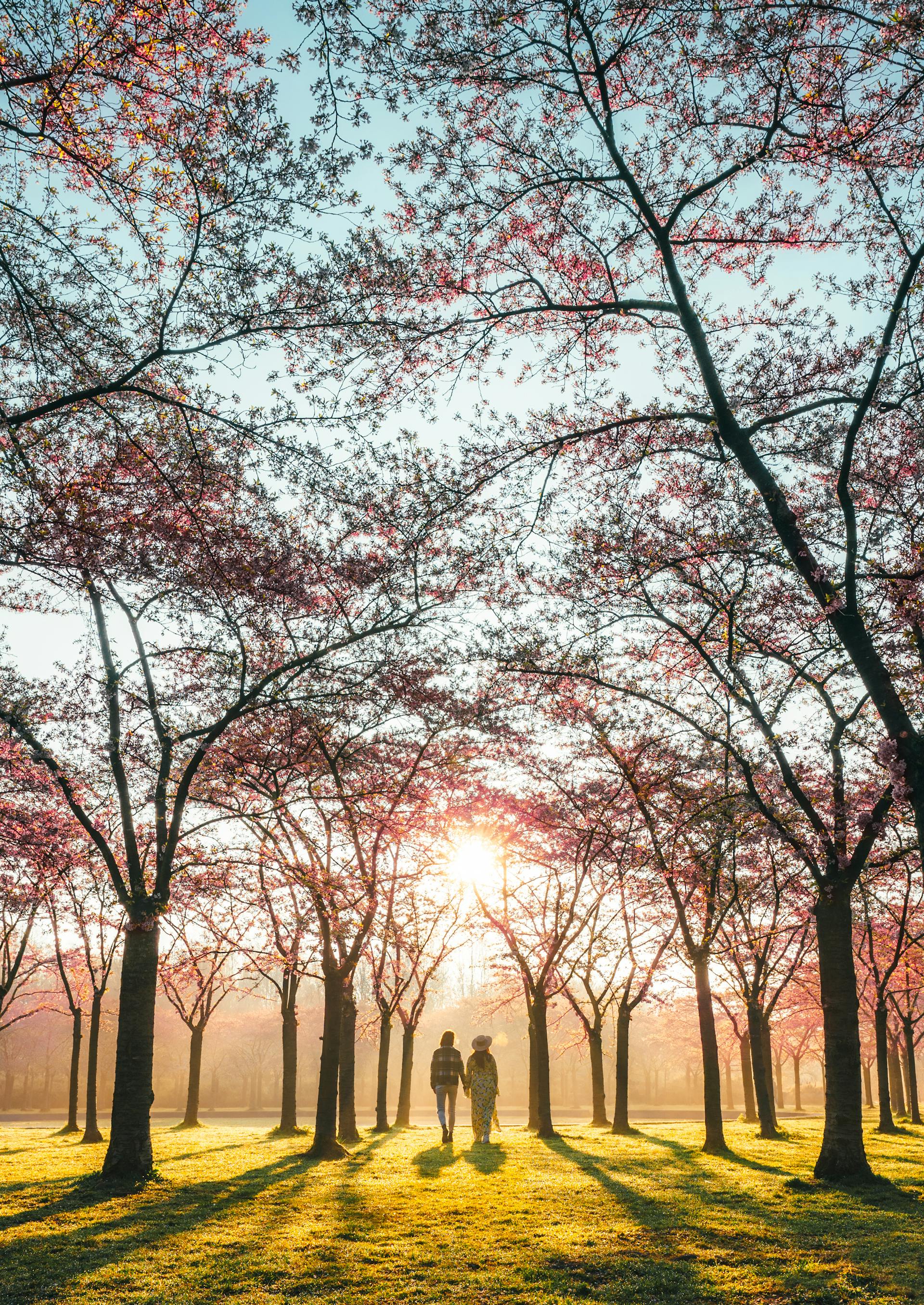 Eine entfernte Aufnahme eines Paares, das in einem Park spazieren geht | Quelle: Pexels