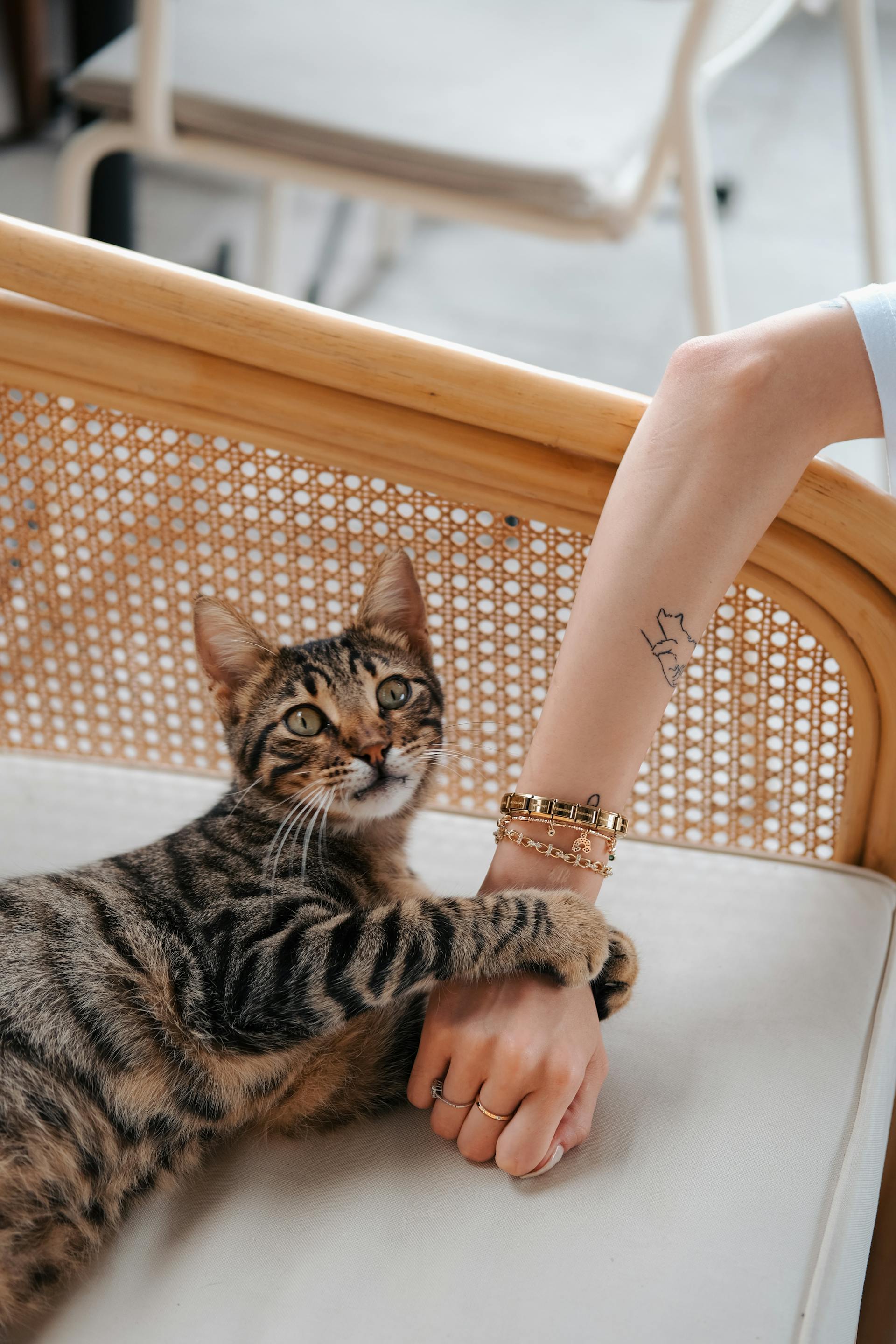 Eine Nahaufnahme einer Katze, die nach der Hand ihres Besitzers greift | Quelle: Pexels