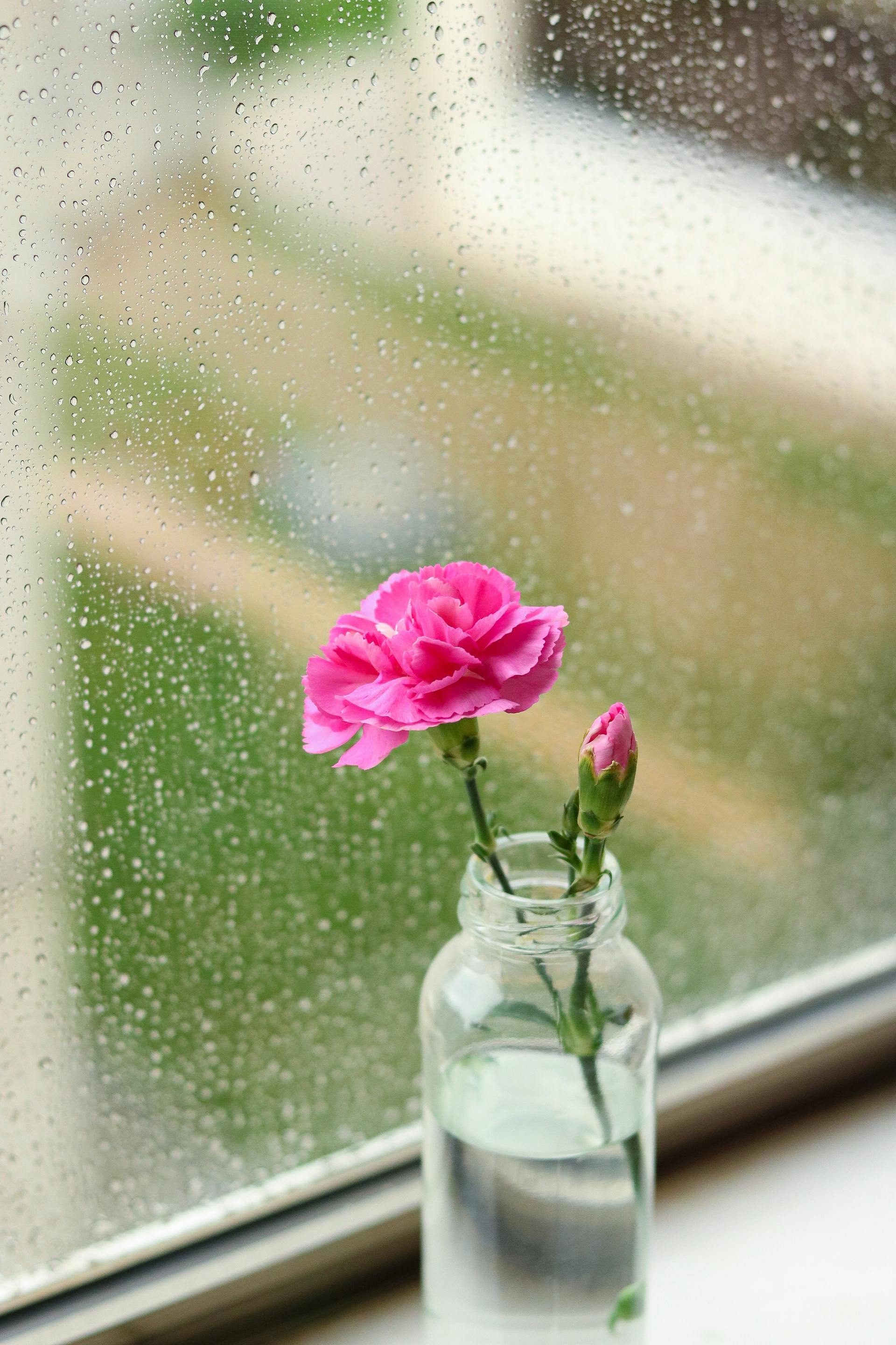 Eine rosa Blume in einem Glasgefäß an einem verregneten Fenster | Quelle: Pexels