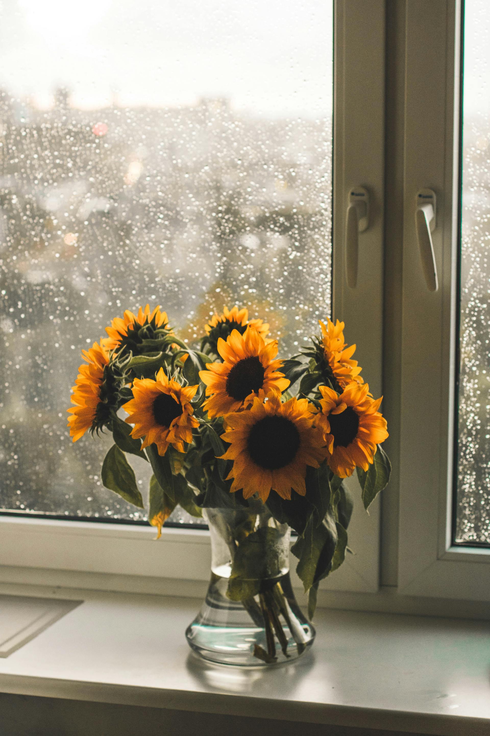 Eine Vase mit Sonnenblumen neben einer regengesprenkelten Fensterscheibe | Quelle: Pexels