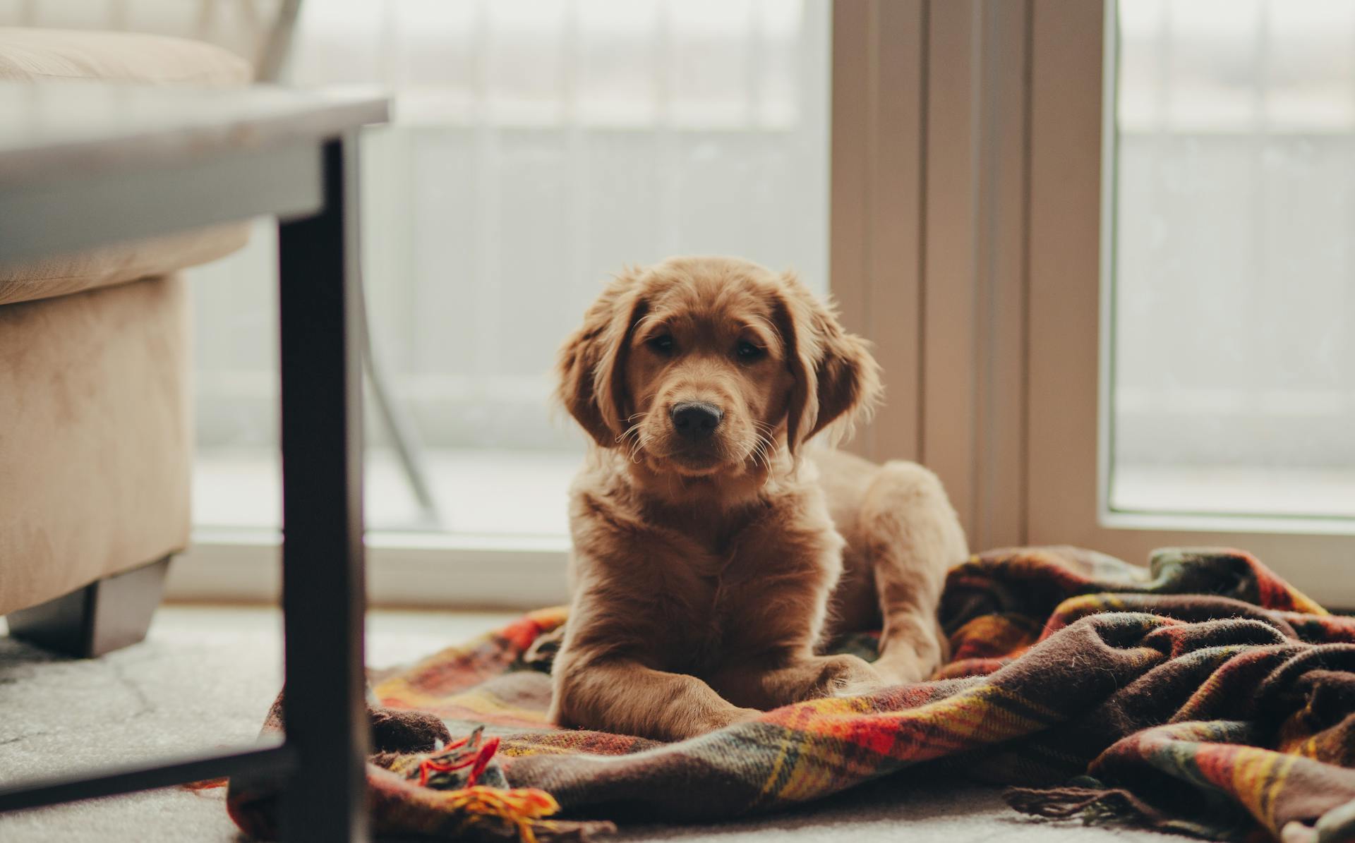 Ein Golden Retriever sitzt auf einer Decke | Quelle: Pexels