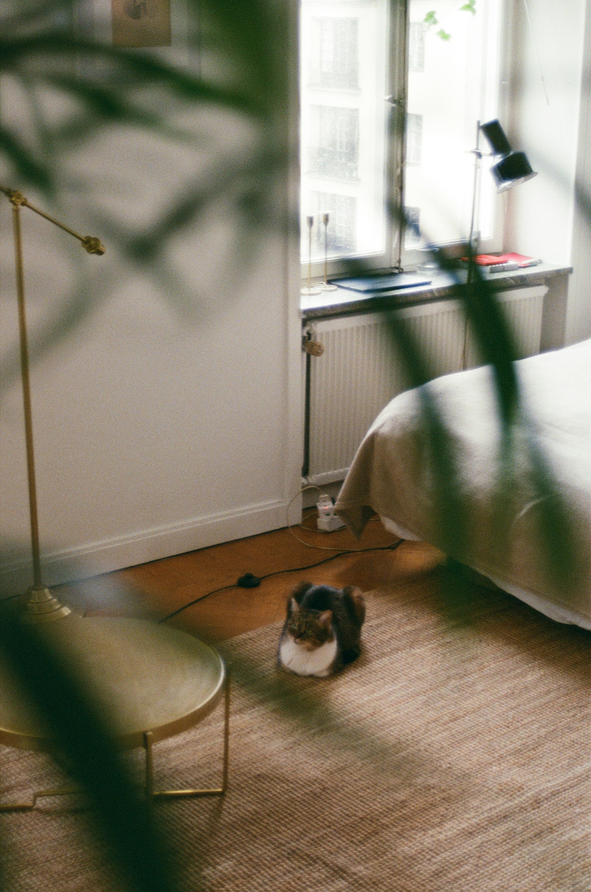 Eine liebenswerte Katze in einem Zimmer | Quelle: Unsplash