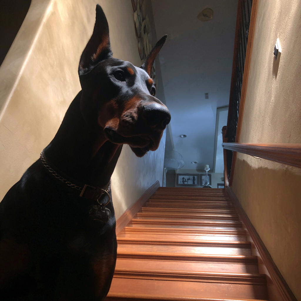 Ein Hund, der auf einer Treppe steht | Quelle: Midjourney
