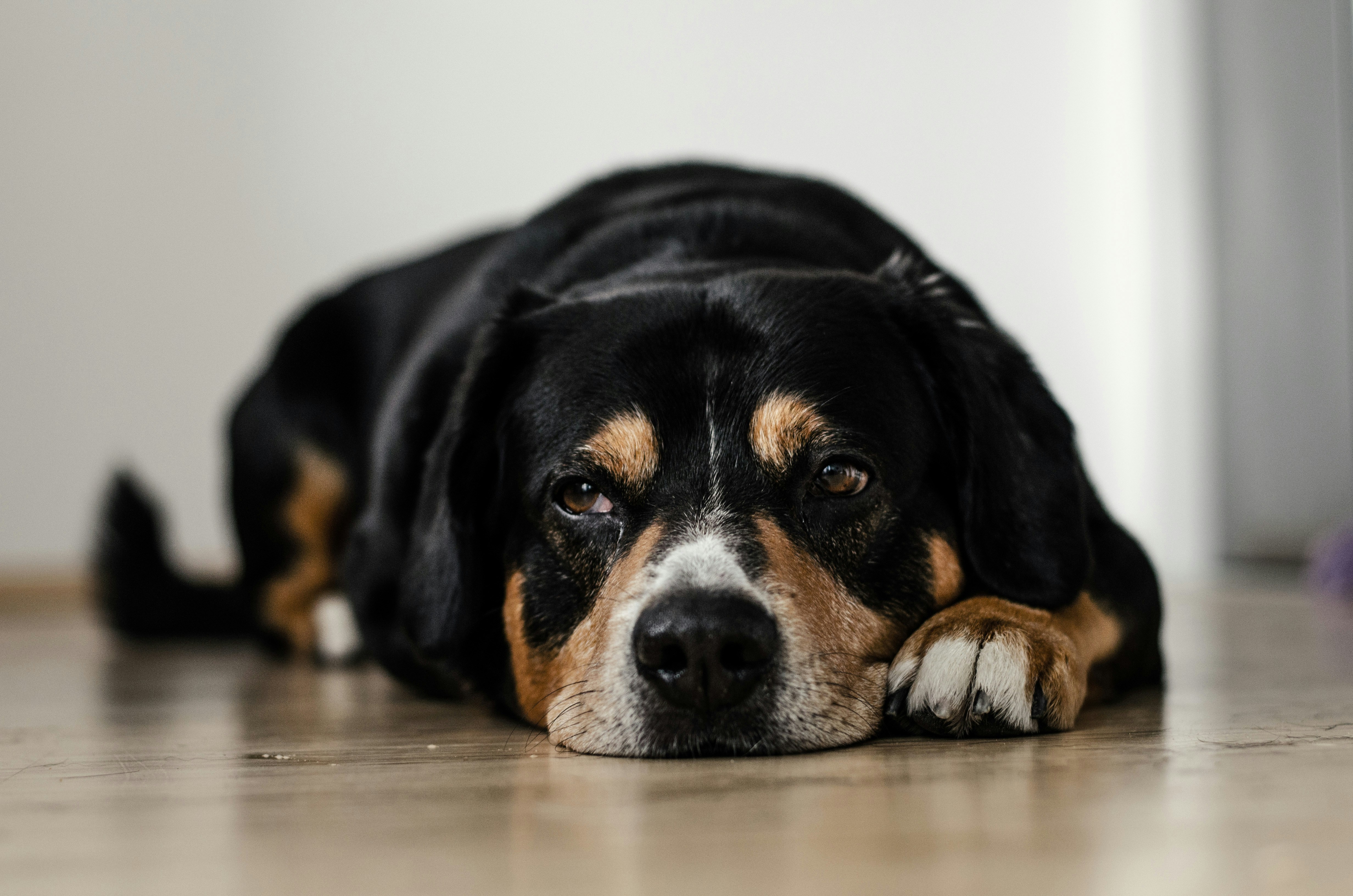 Ein Hund, der auf dem Boden liegt | Quelle: Unsplash