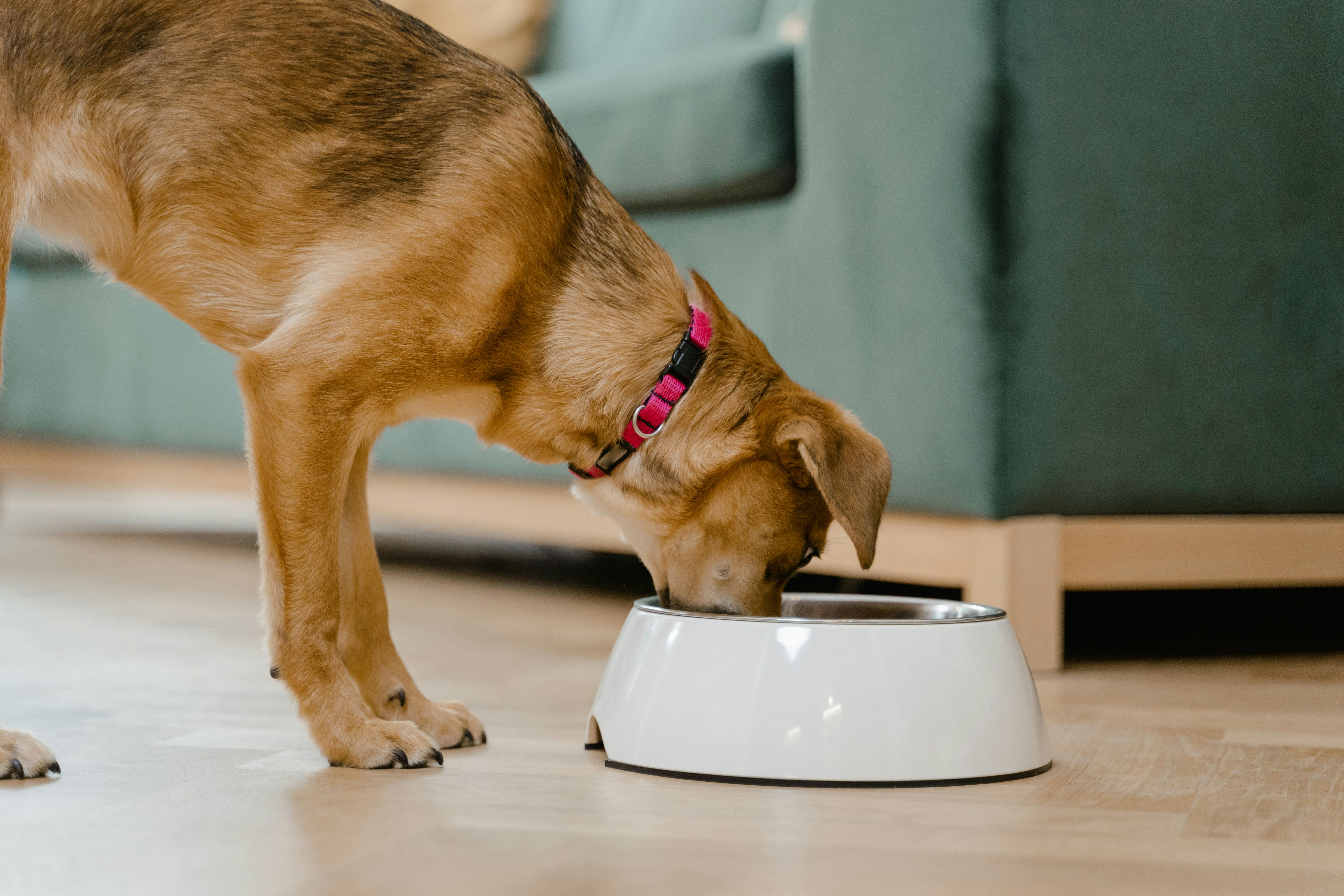 Ein Hund, der aus einem Napf frisst | Quelle: Pexels