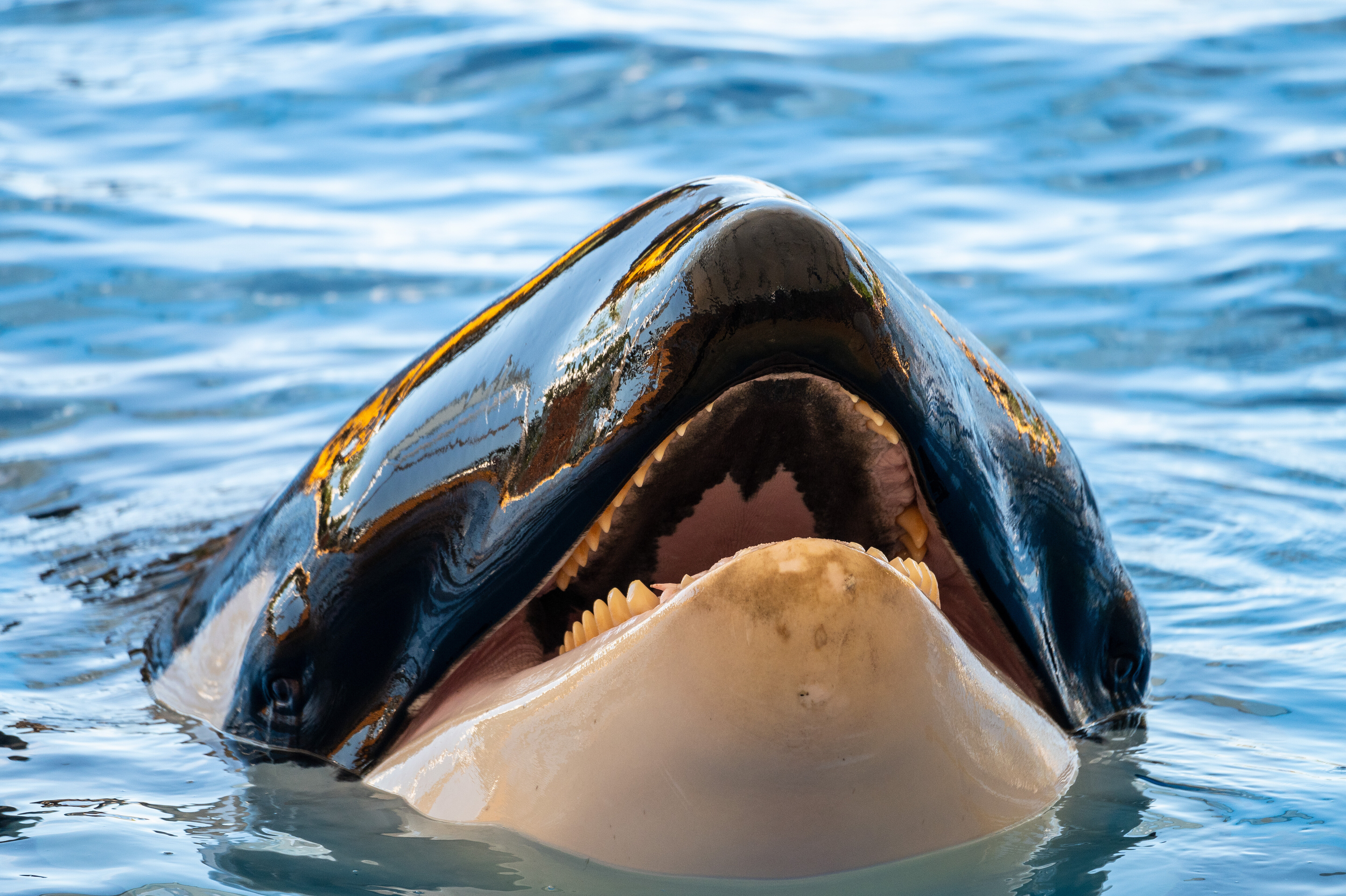 Ein Orca, auch „Killerwal“ genannt | Quelle: Getty Images