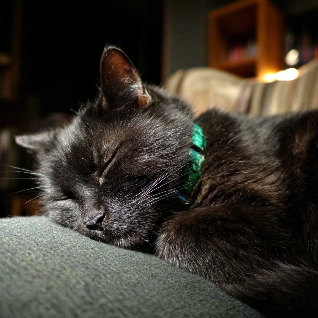 Eine Nahaufnahme einer schlafenden Katze | Quelle: Midjourney