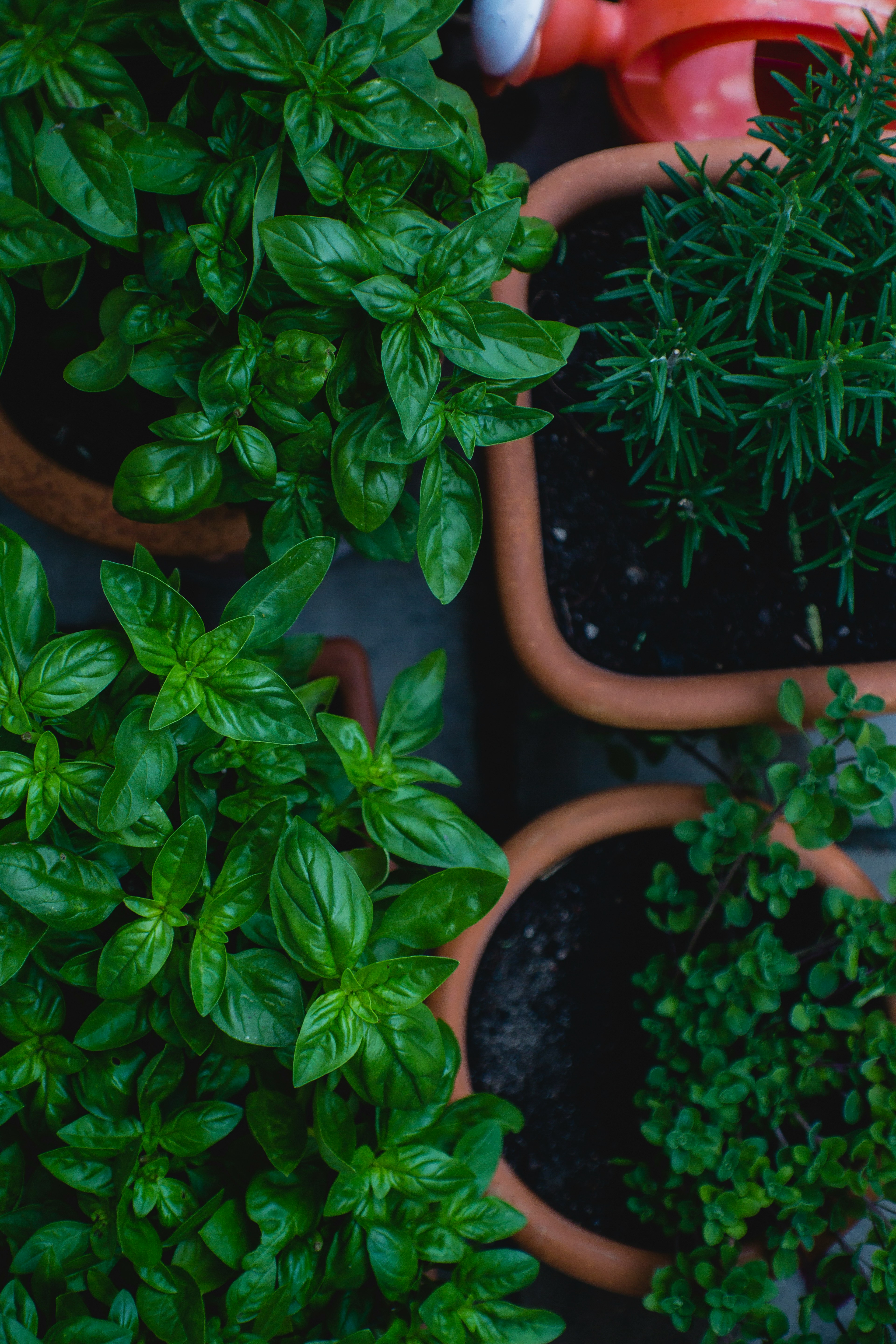 Eine Nahaufnahme von frischen Kräutern | Quelle: Unsplash