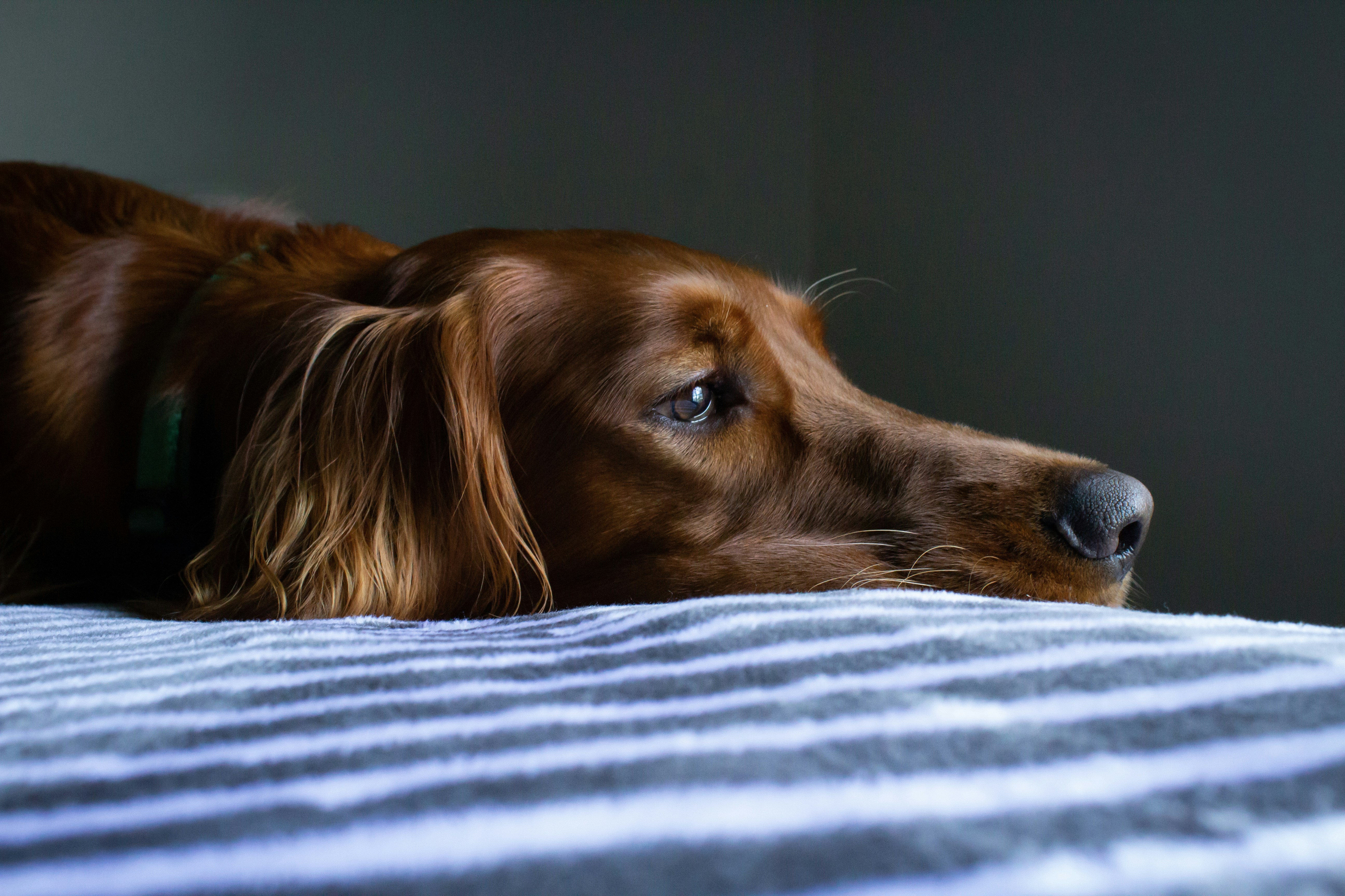 Ein Hund, der auf einem Bett liegt | Quelle: Unsplash