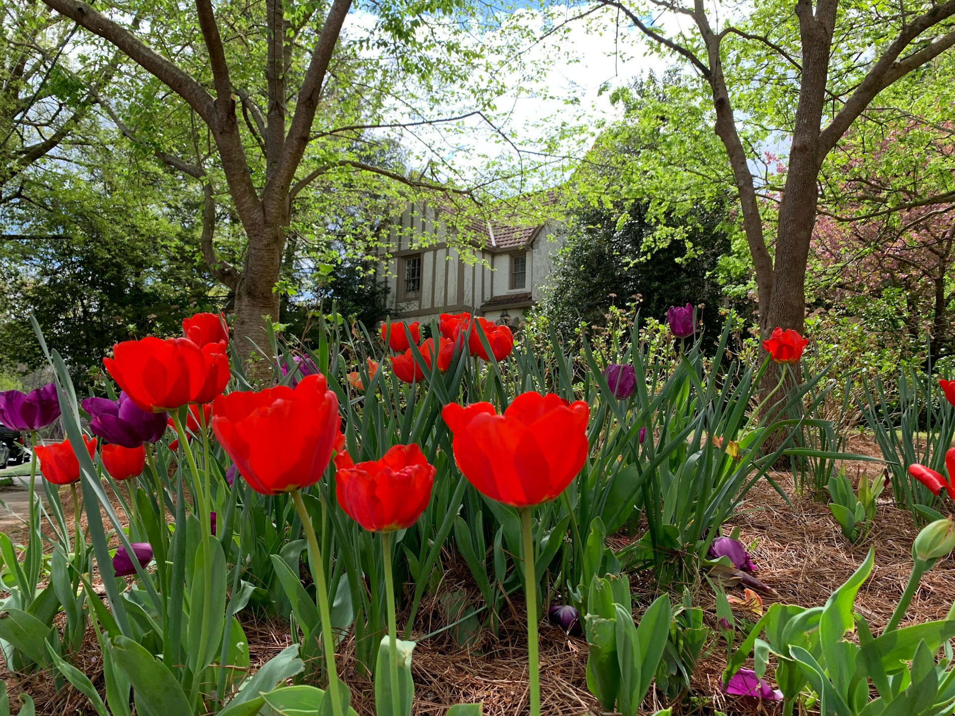 Ein schöner Garten vor einem Haus | Quelle: Unsplash