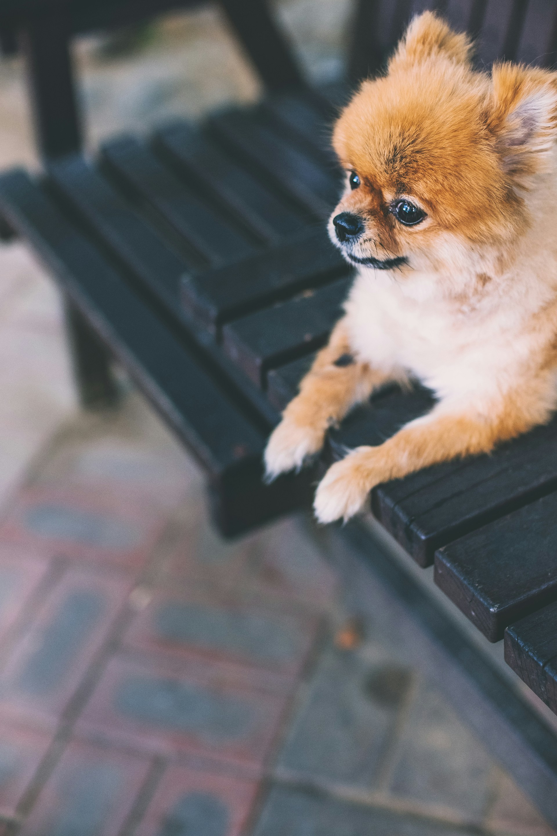 Ein liebenswerter Hund sitzt auf einer Bank | Quelle: Unsplash