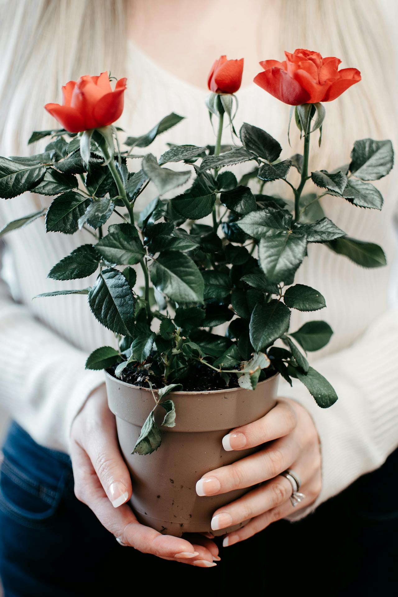 Eine Frau hält eine getopfte Rosenpflanze | Quelle: Pexels