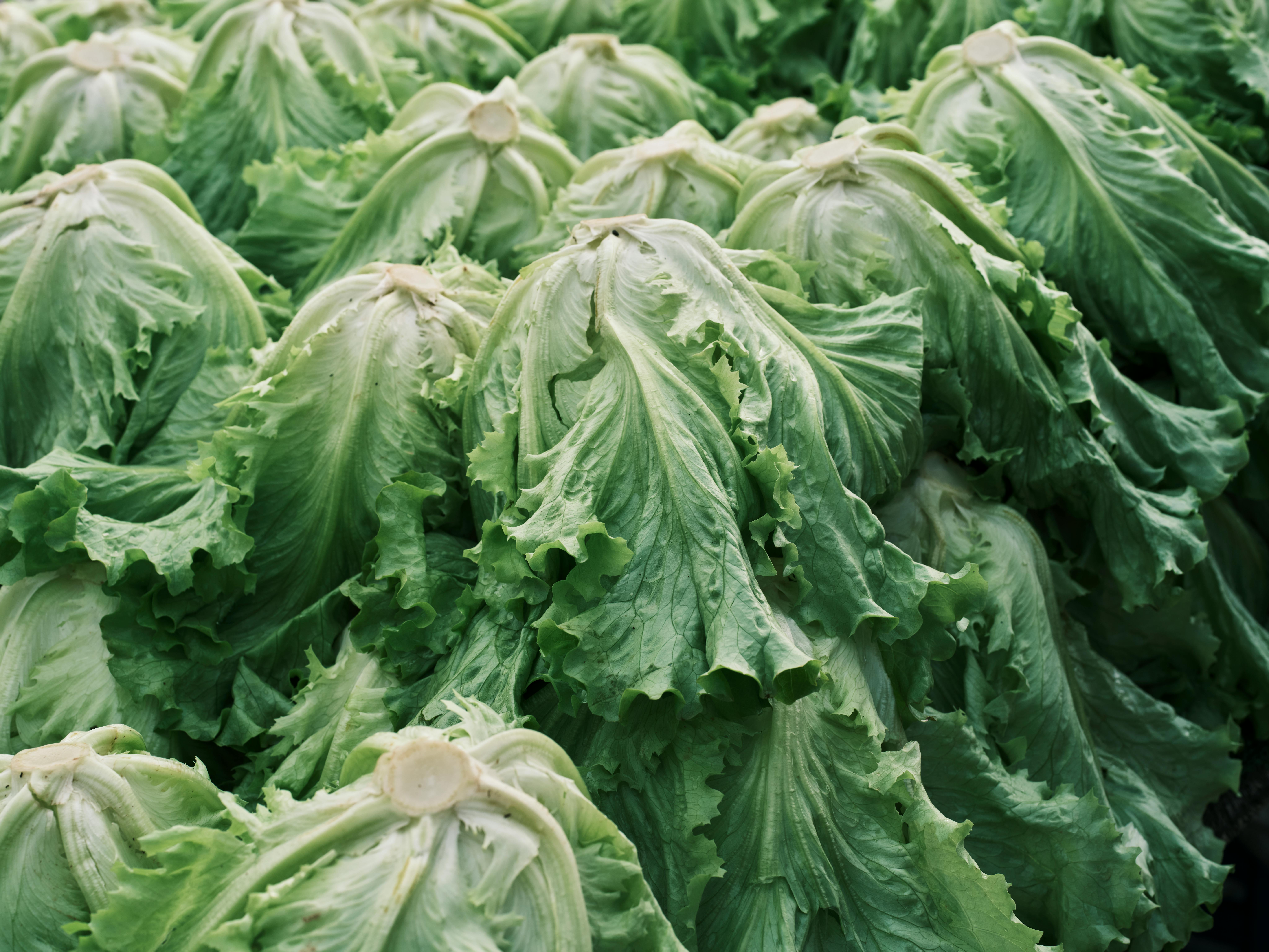 Salatköpfe | Quelle: Pexels