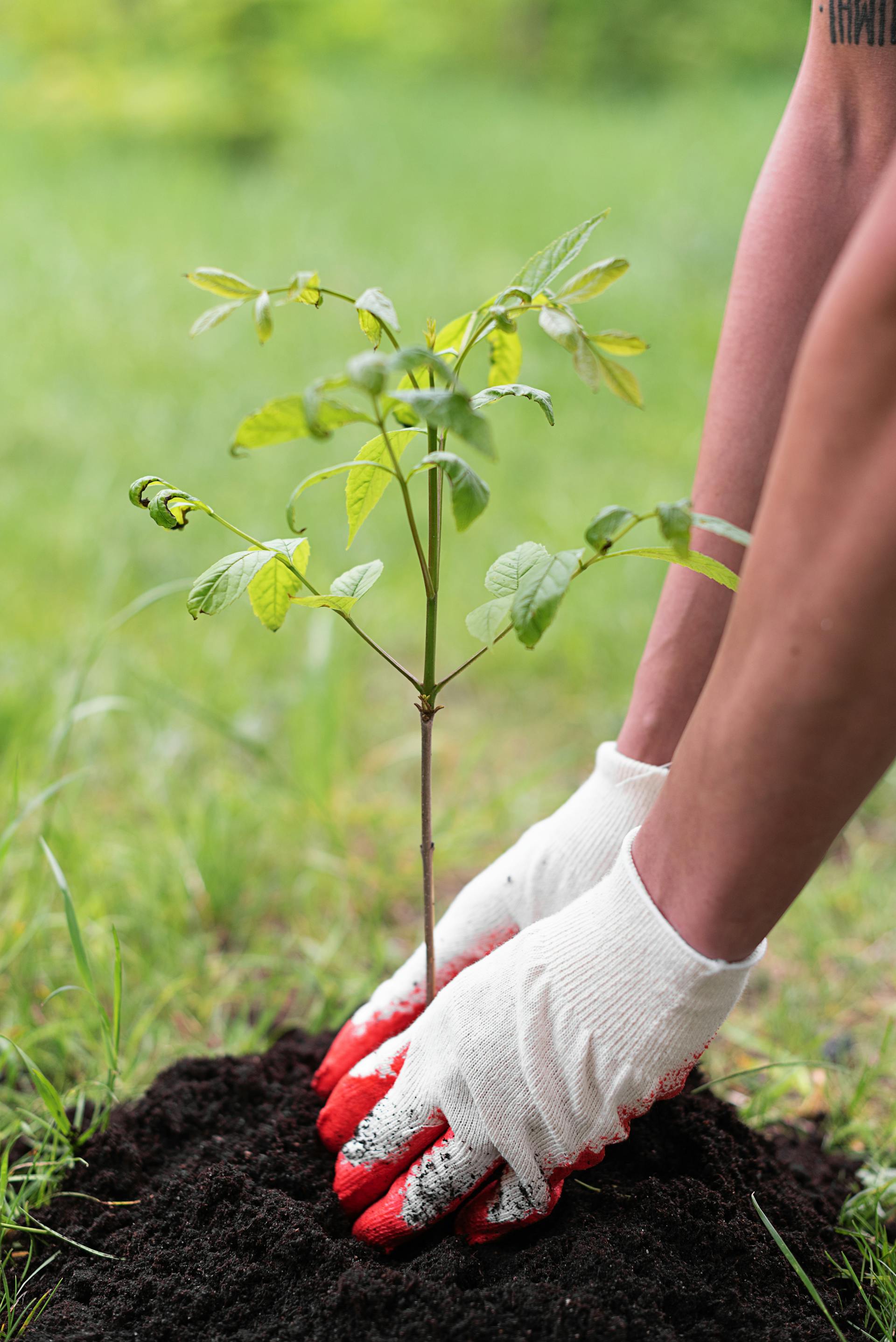 Person mit Handschuhen pflanzt einen Baum | Quelle: Pexels