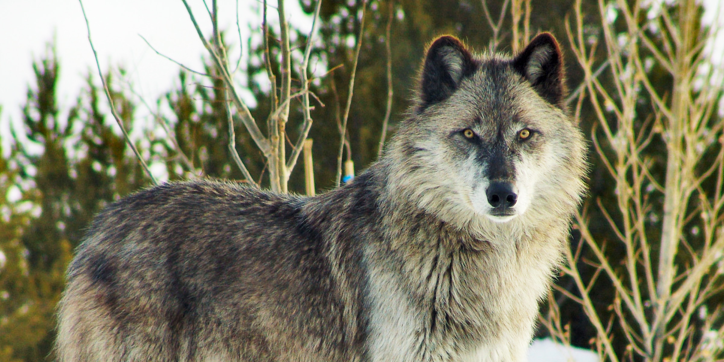 Ein Wolf im Wald | Quelle: Flickr