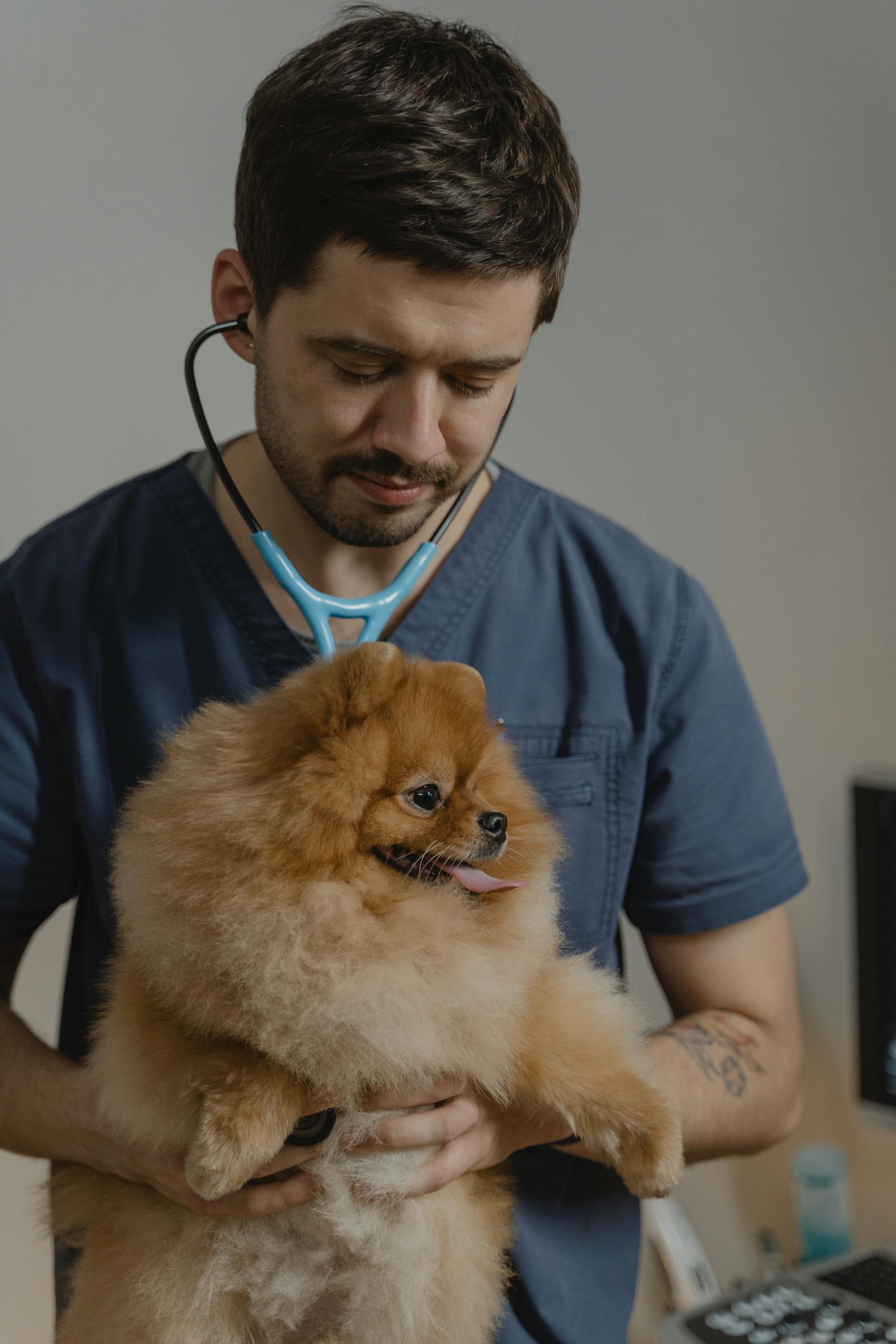 Ein Tierarzt hält einen Hund | Quelle: Pexels