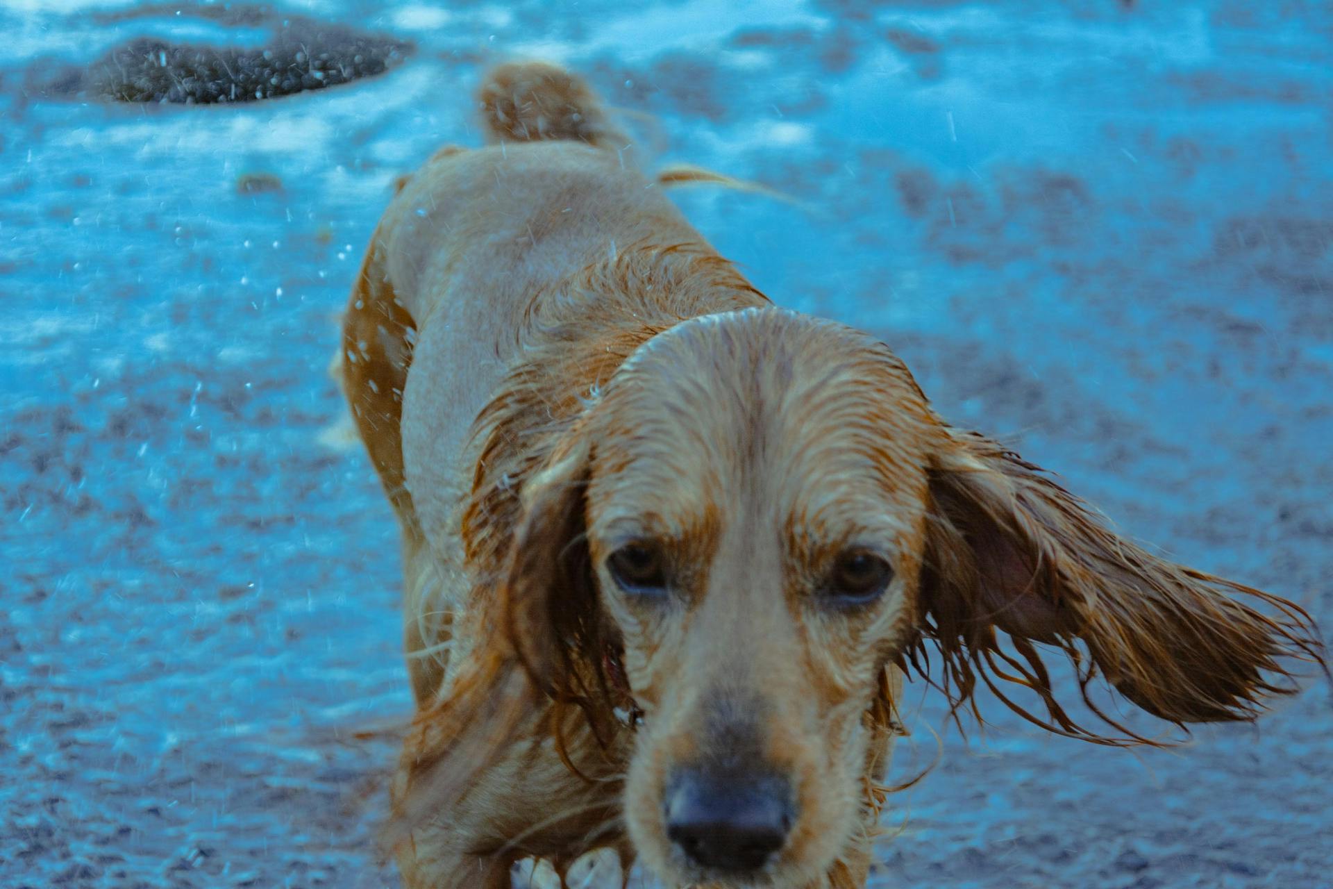 Eine Nahaufnahme eines nassen Hundes | Quelle: Pexels