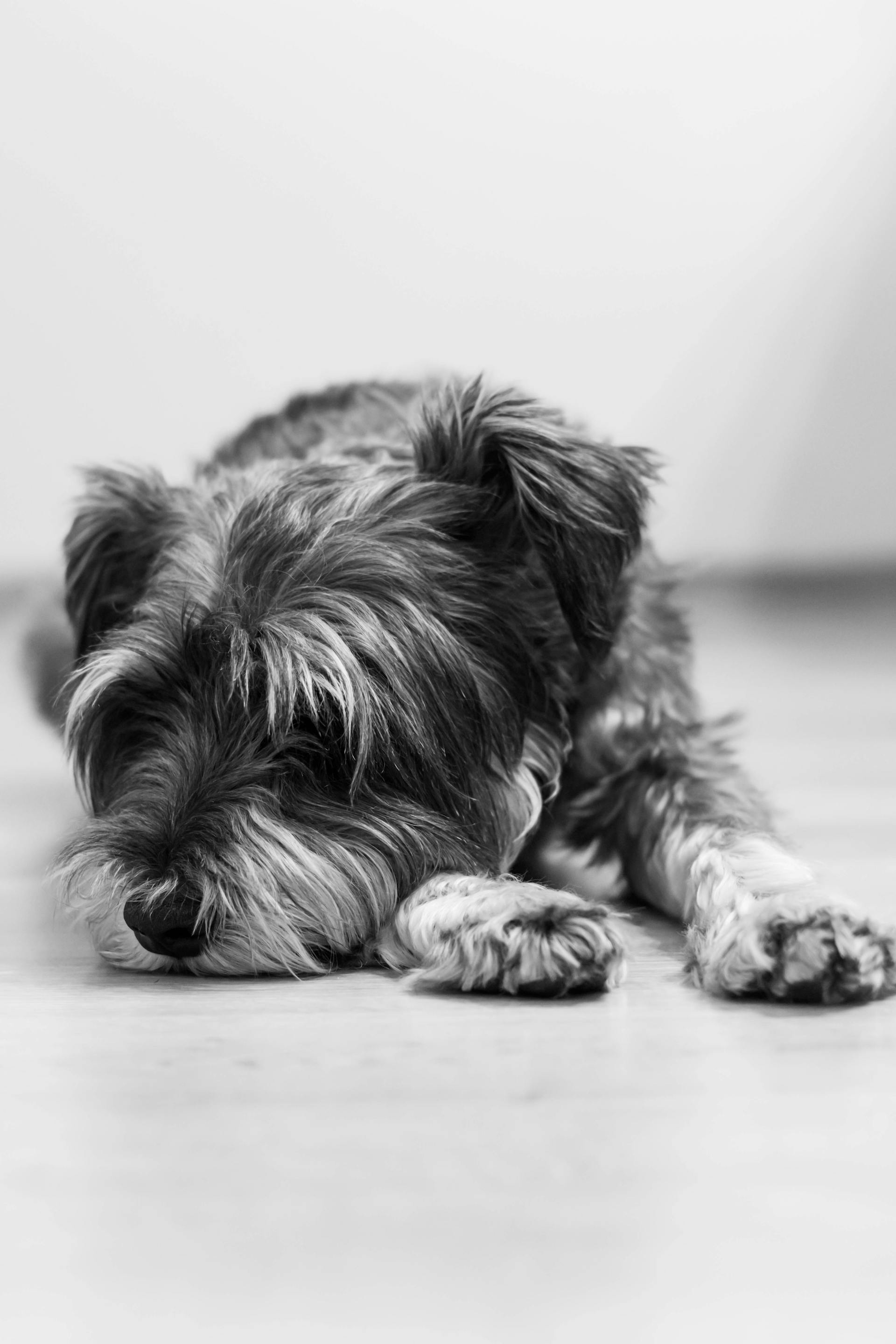 Eine Graustufenaufnahme eines Hundes, der sich auf dem Boden ausruht | Quelle: Pexels