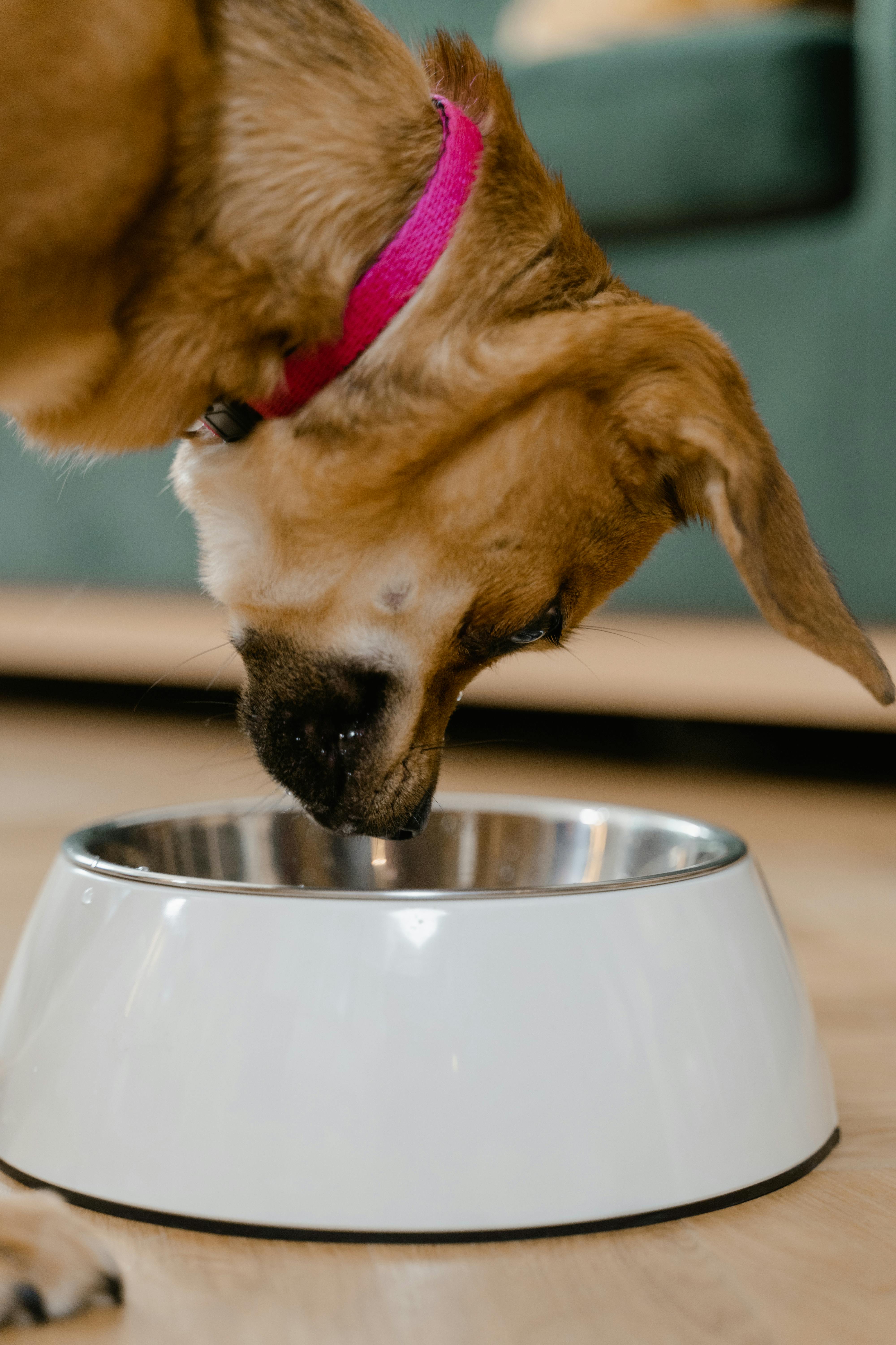 Eine Nahaufnahme eines Hundes, der aus einem Napf frisst | Quelle: Pexels