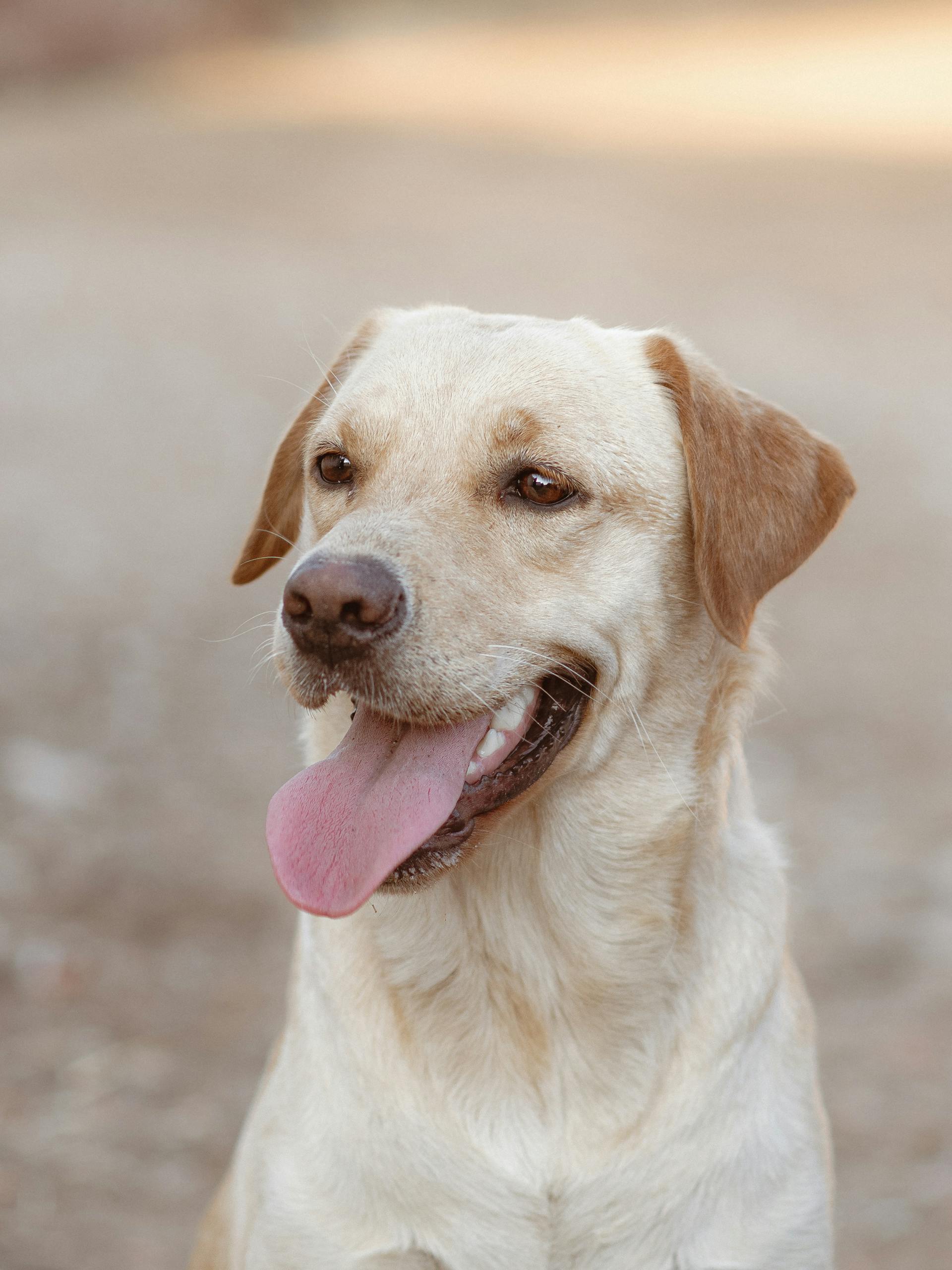 Ein Hund, der im Freien steht | Quelle: Pexels