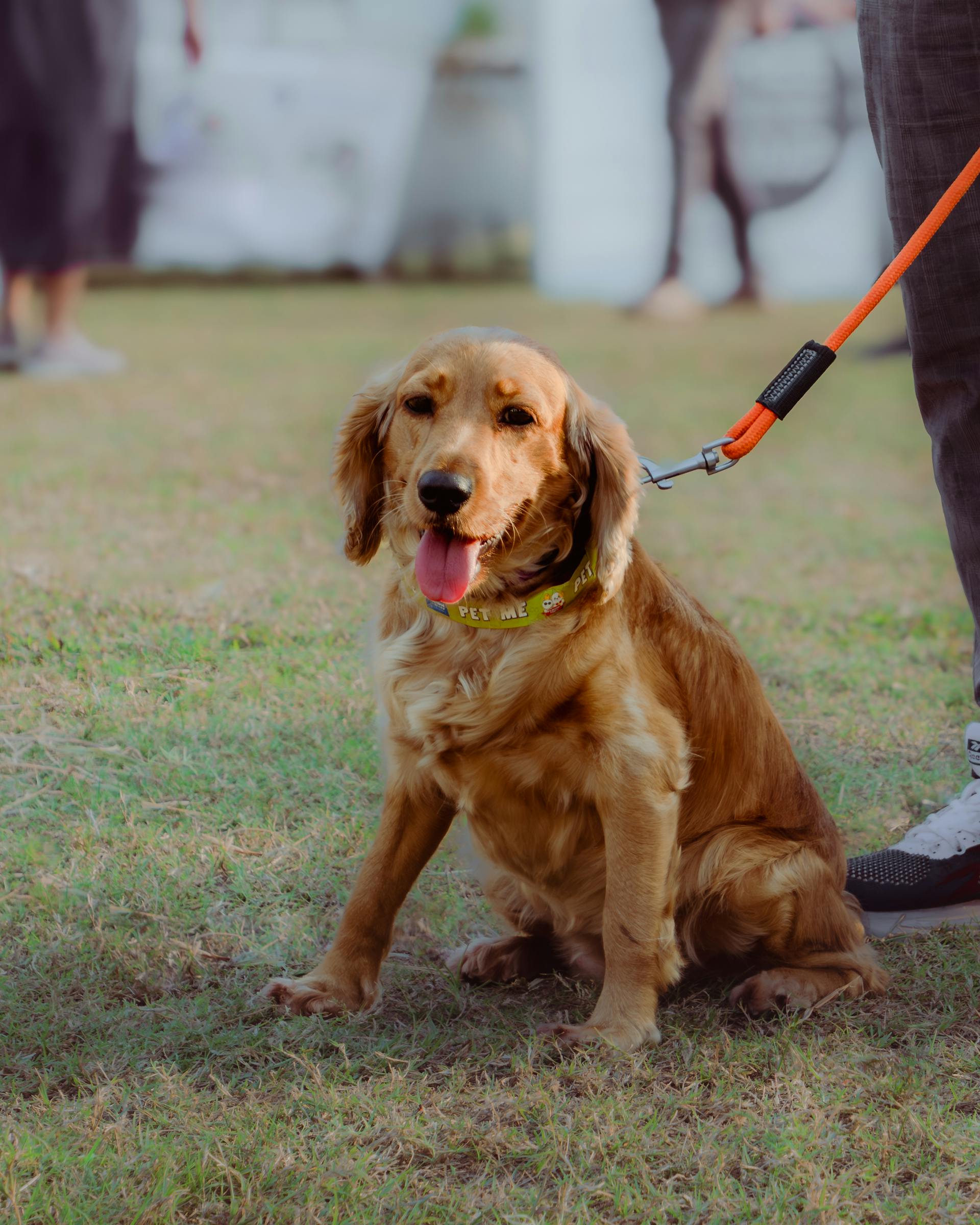 Ein Golden Retriever | Quelle: Pexels