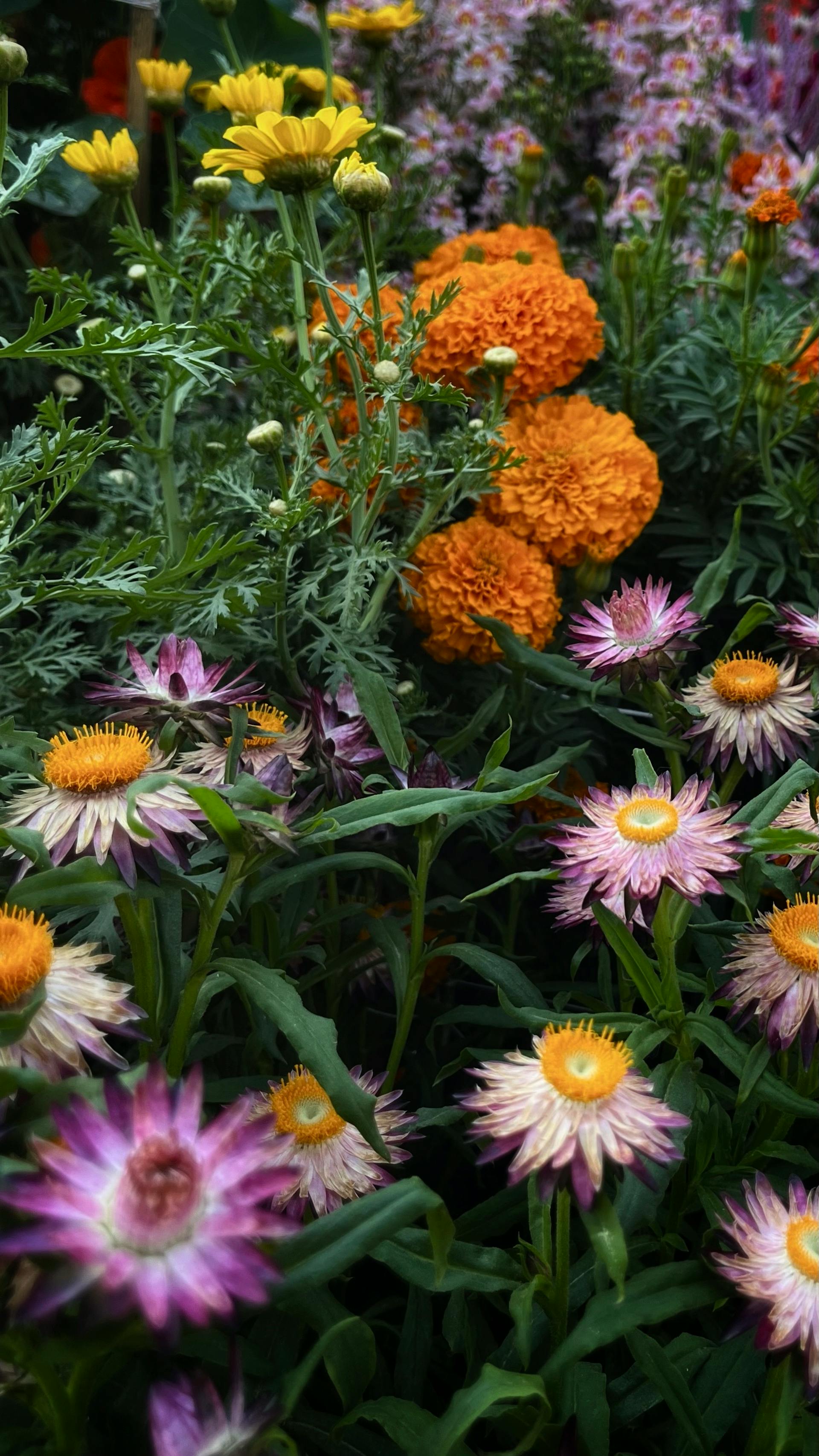 Ringelblumen und Gänseblümchen blühen in einem Garten | Quelle: Pexels