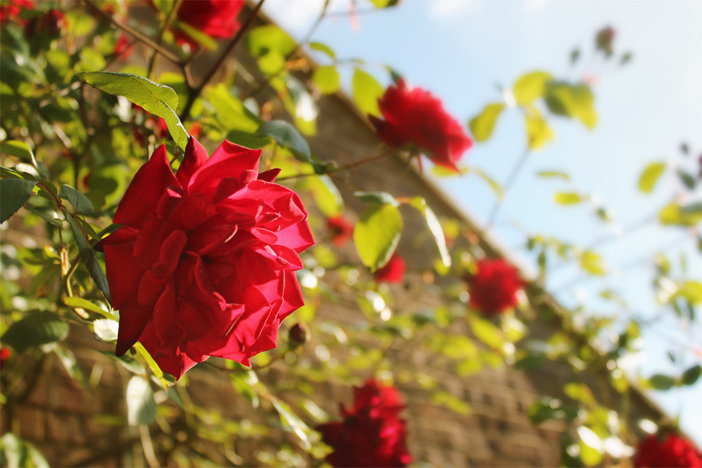 Rosen in einem Garten | Quelle: Flickr