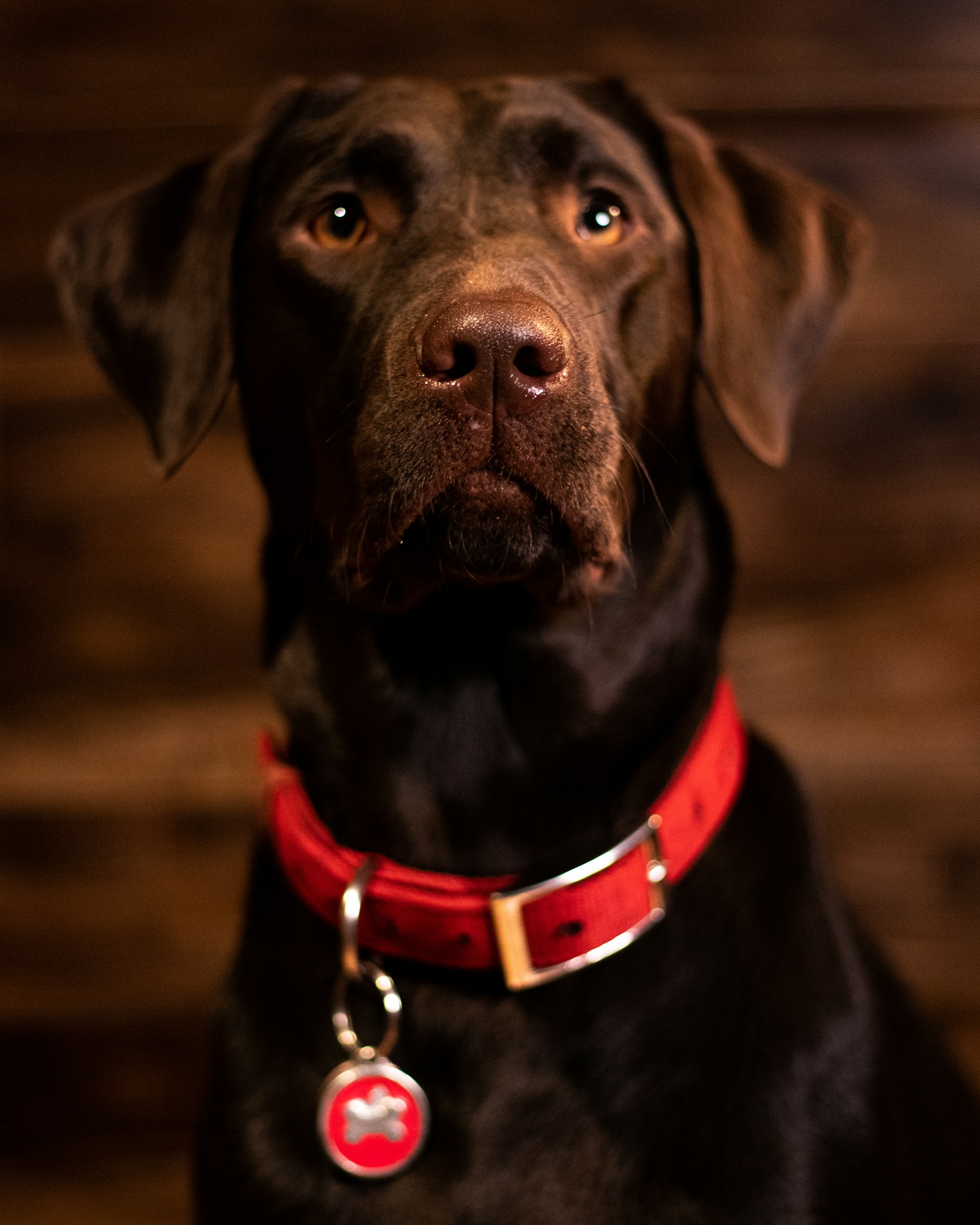 Ein liebenswerter Hund mit einem roten Halsband | Quelle: Unsplash