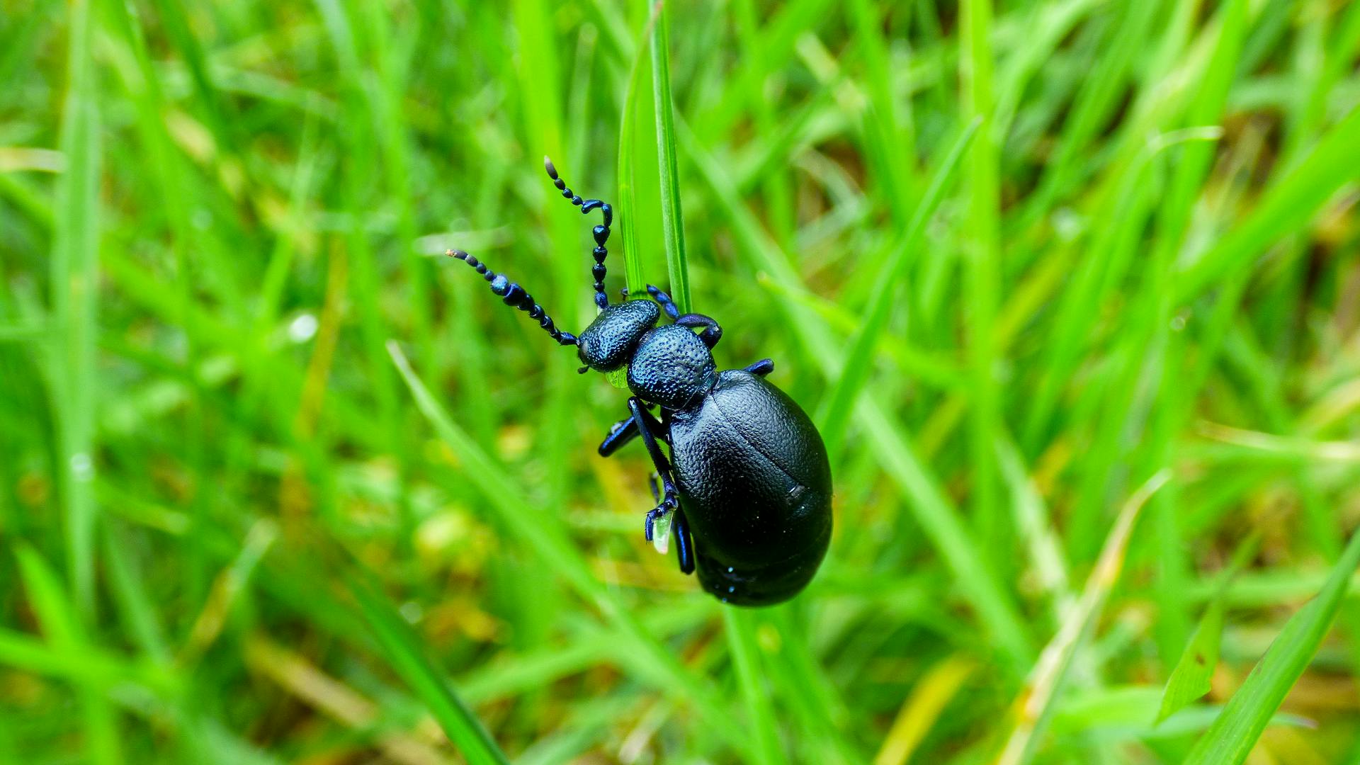 Nahaufnahme eines schwarzen Käfers | Quelle: Pexels