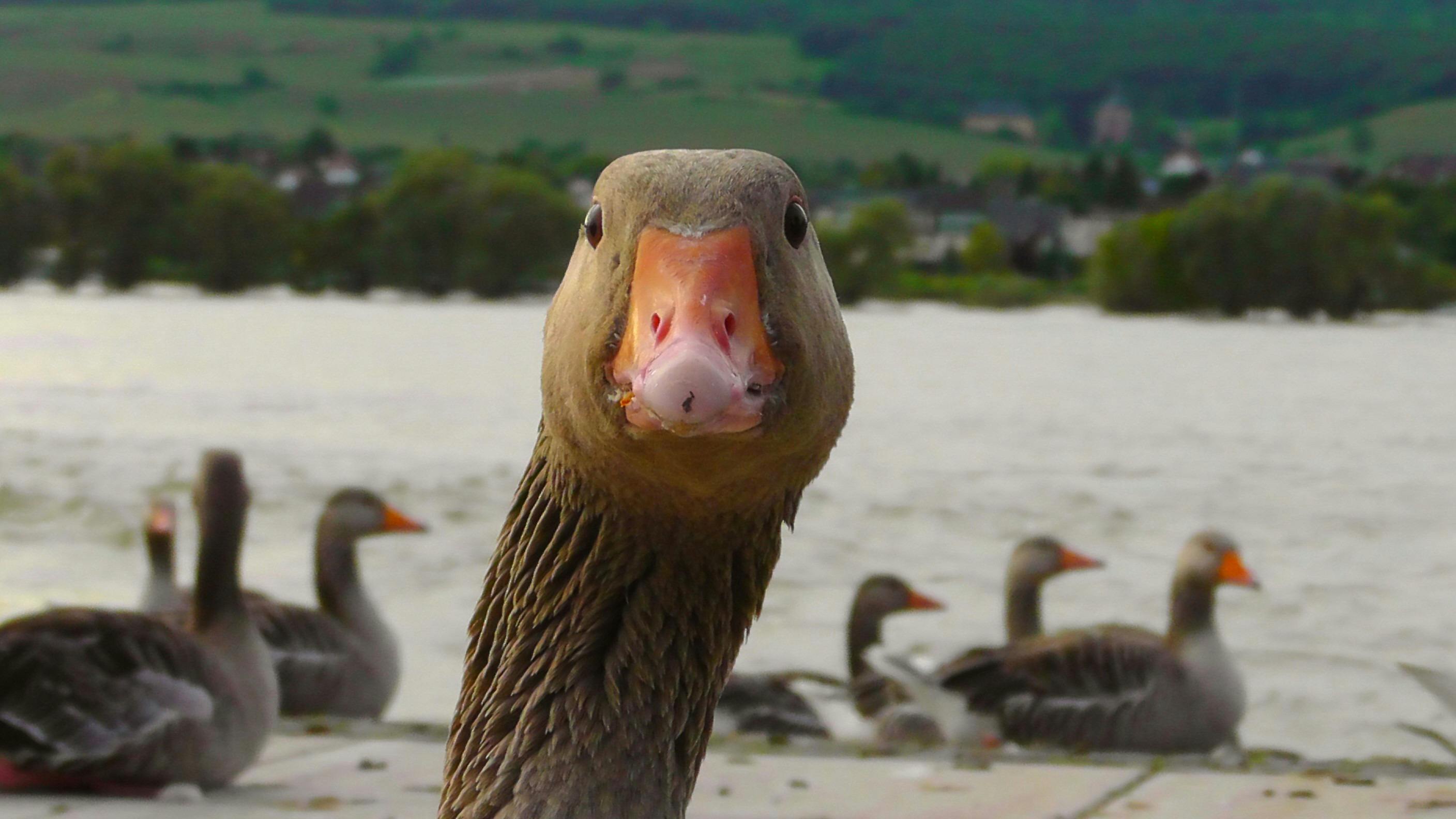 Eine Schar von Gänsen | Quelle: Pexels