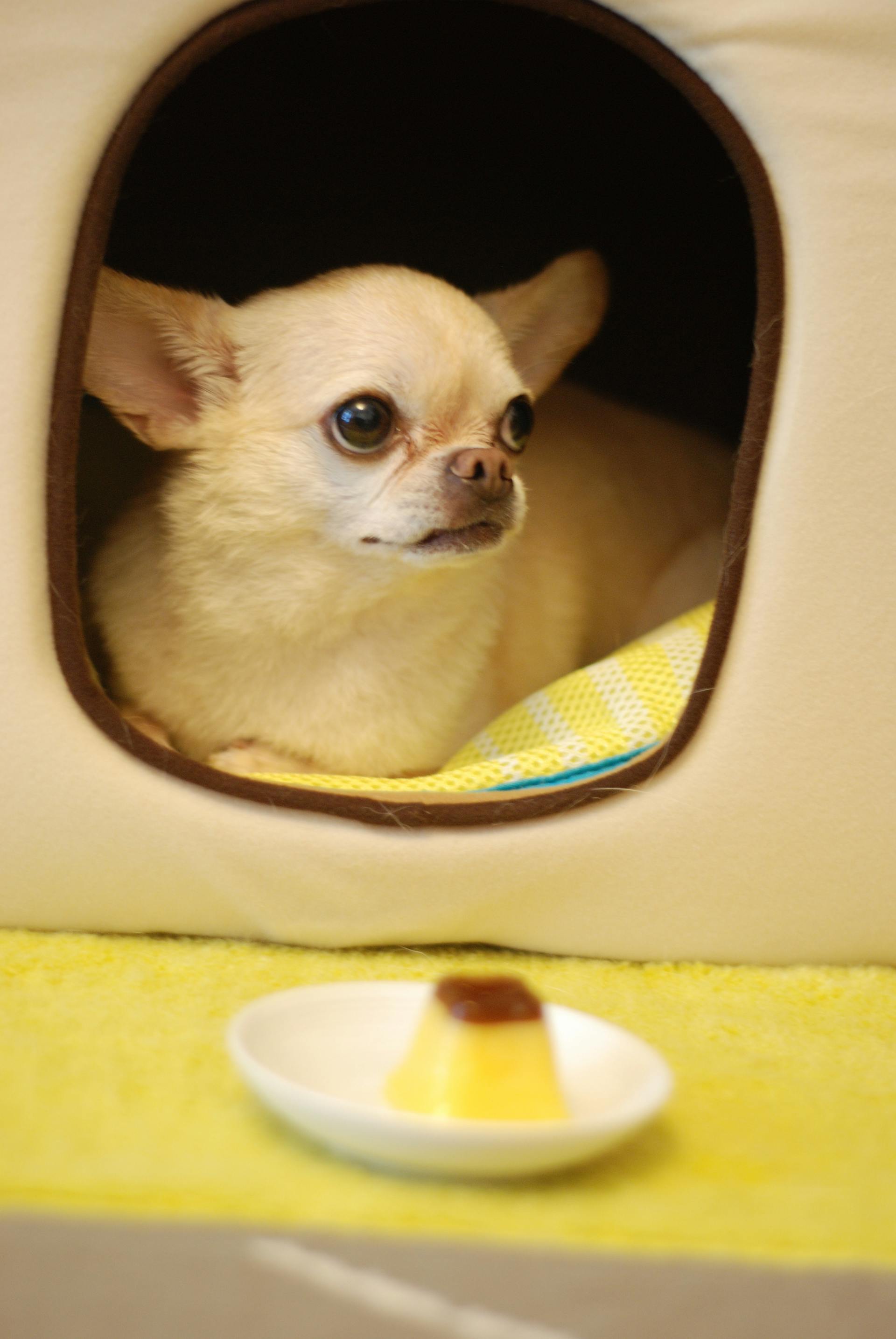 Ein weißer Chihuahua | Quelle: Pexels