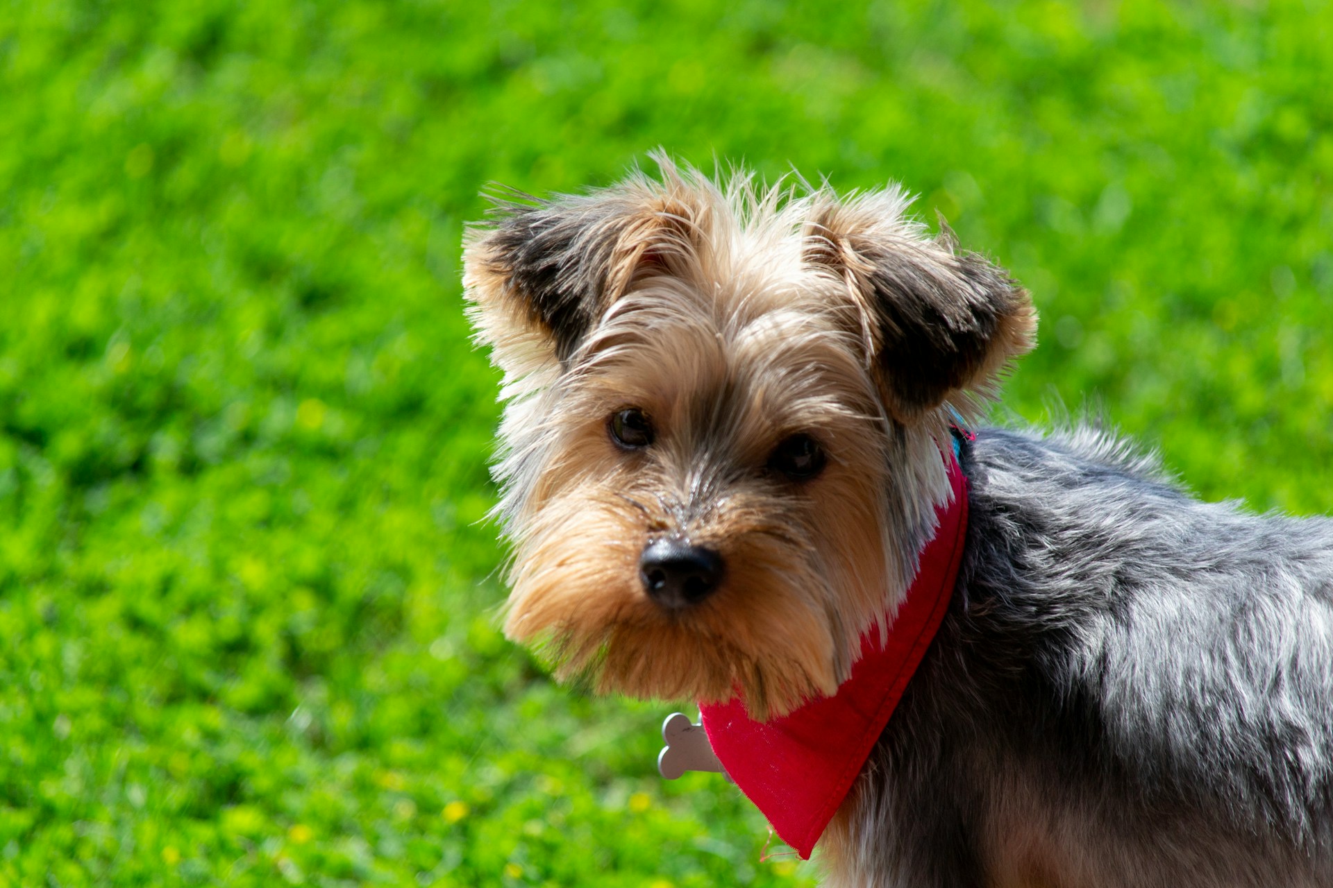 Ein süßer Hund, der auf saftig grünem Gras steht | Quelle: Unsplash