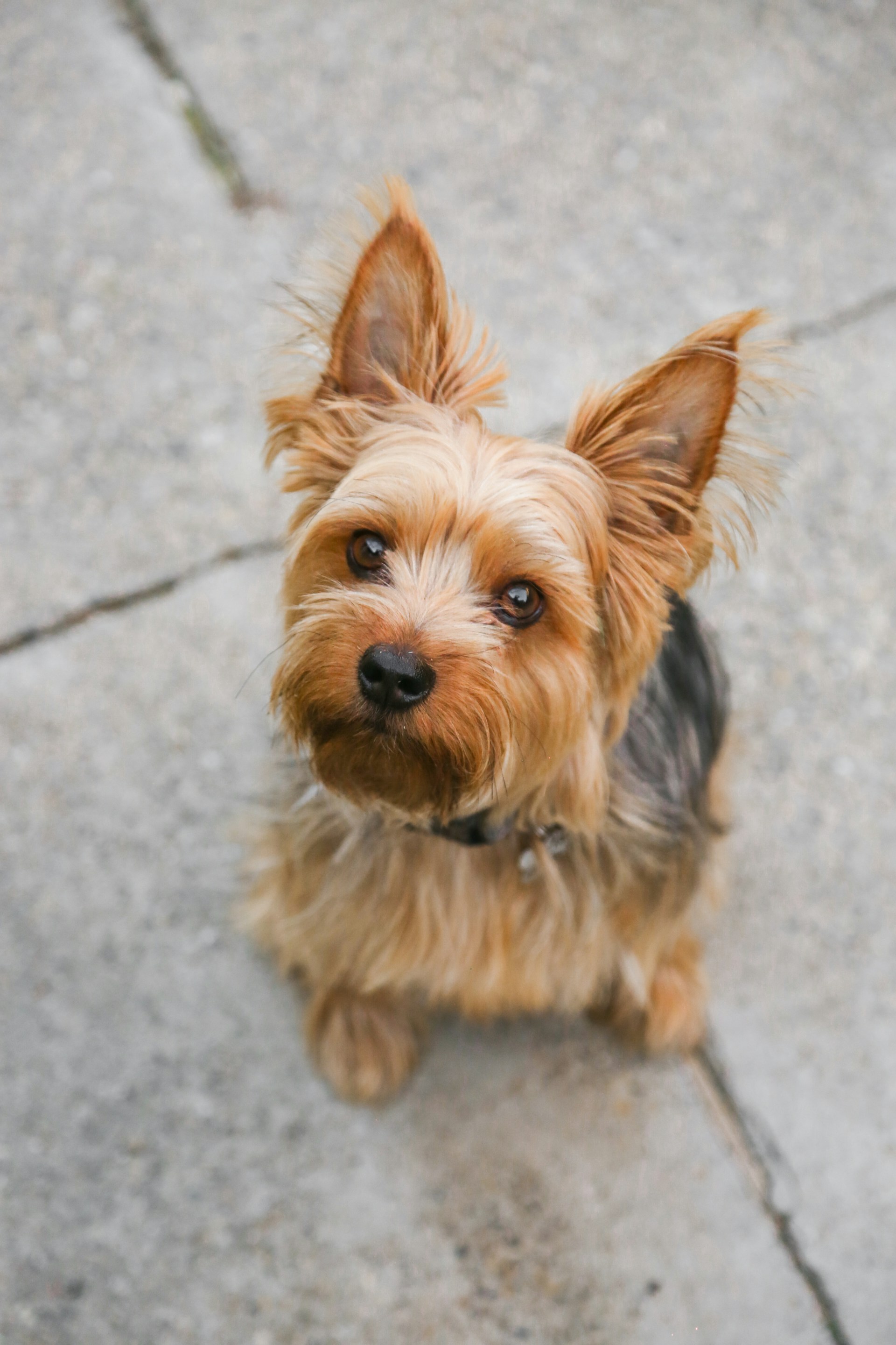 Ein liebenswerter Hund, der auf dem Boden sitzt und starrt | Quelle: Unsplash