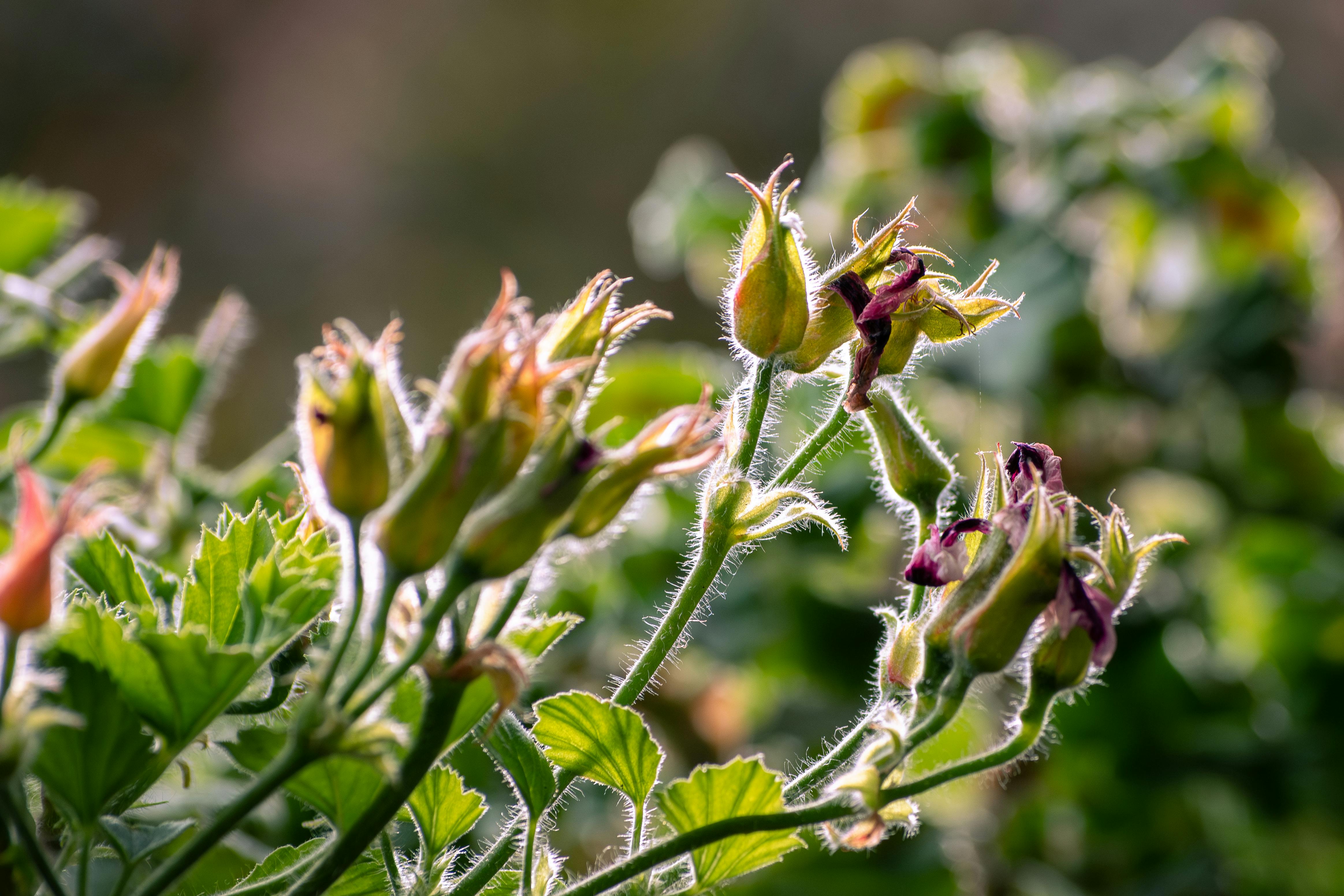 Knospen eines Rosenstocks | Quelle: Pexels