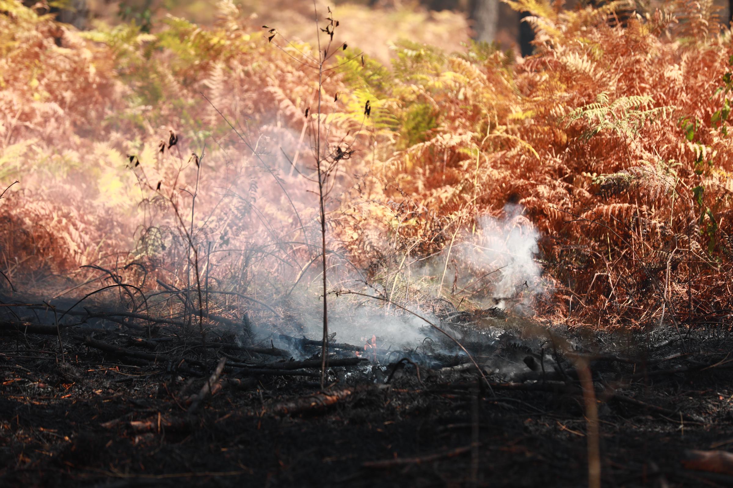 Die verkohlte Vegetation zeigt die Folgen eines von mehreren Waldbränden, die in Teilen Südfrankreichs zu Löschmaßnahmen geführt haben. | Quelle: Getty Images
