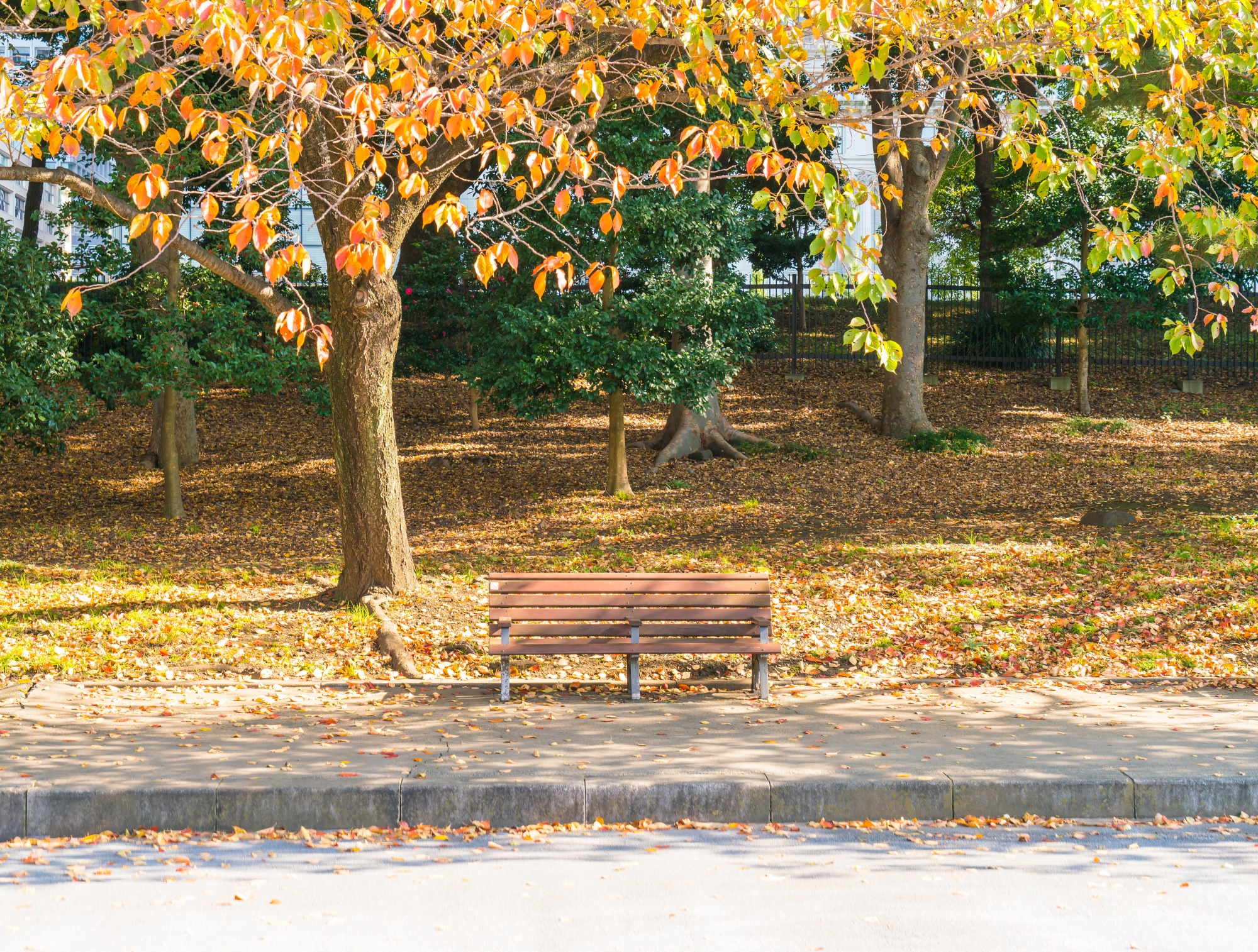 Eine Bank in einem Park während der Herbstsaison | Quelle: Freepik