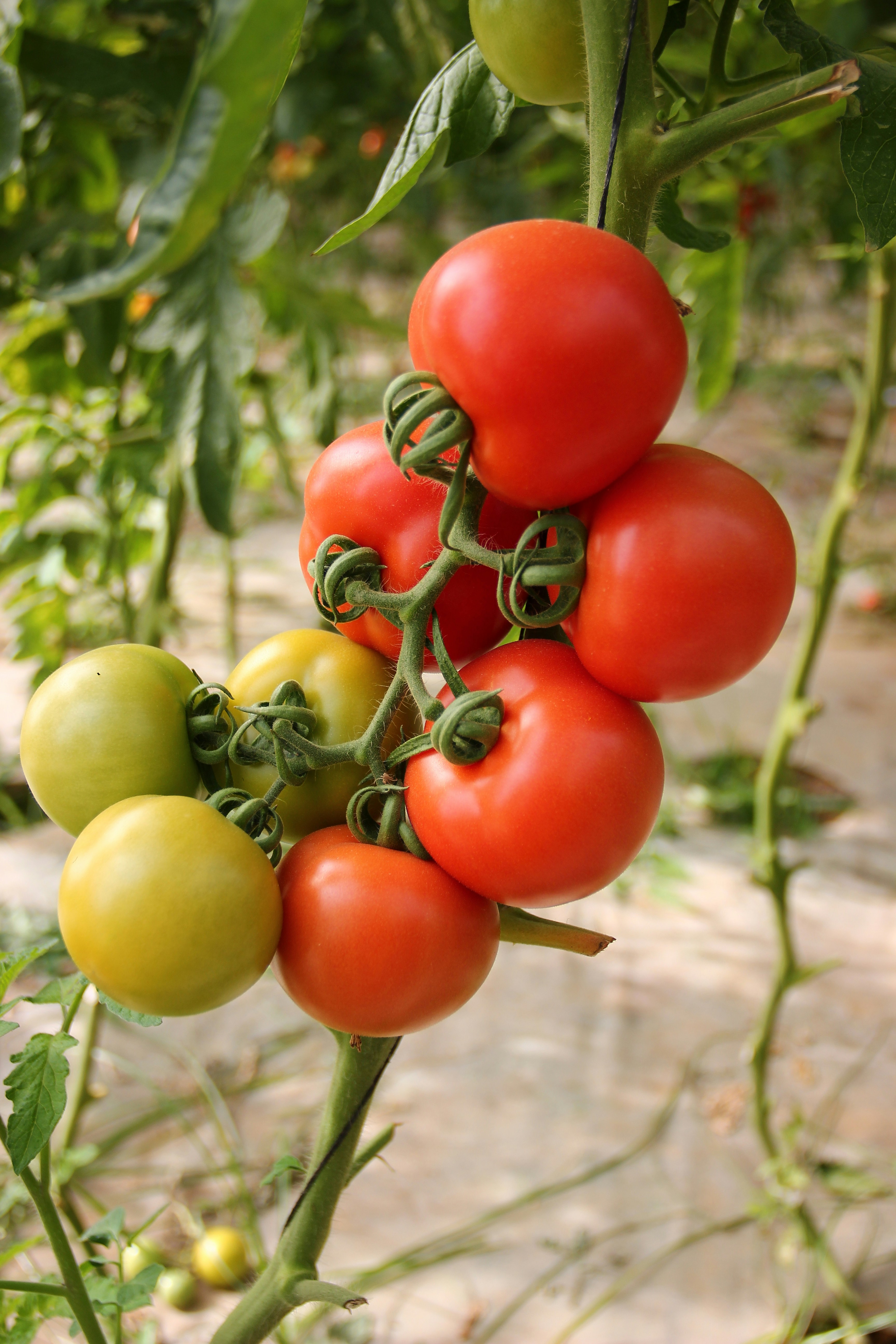 Eine frische Tomatenpflanze | Quelle: Unsplash