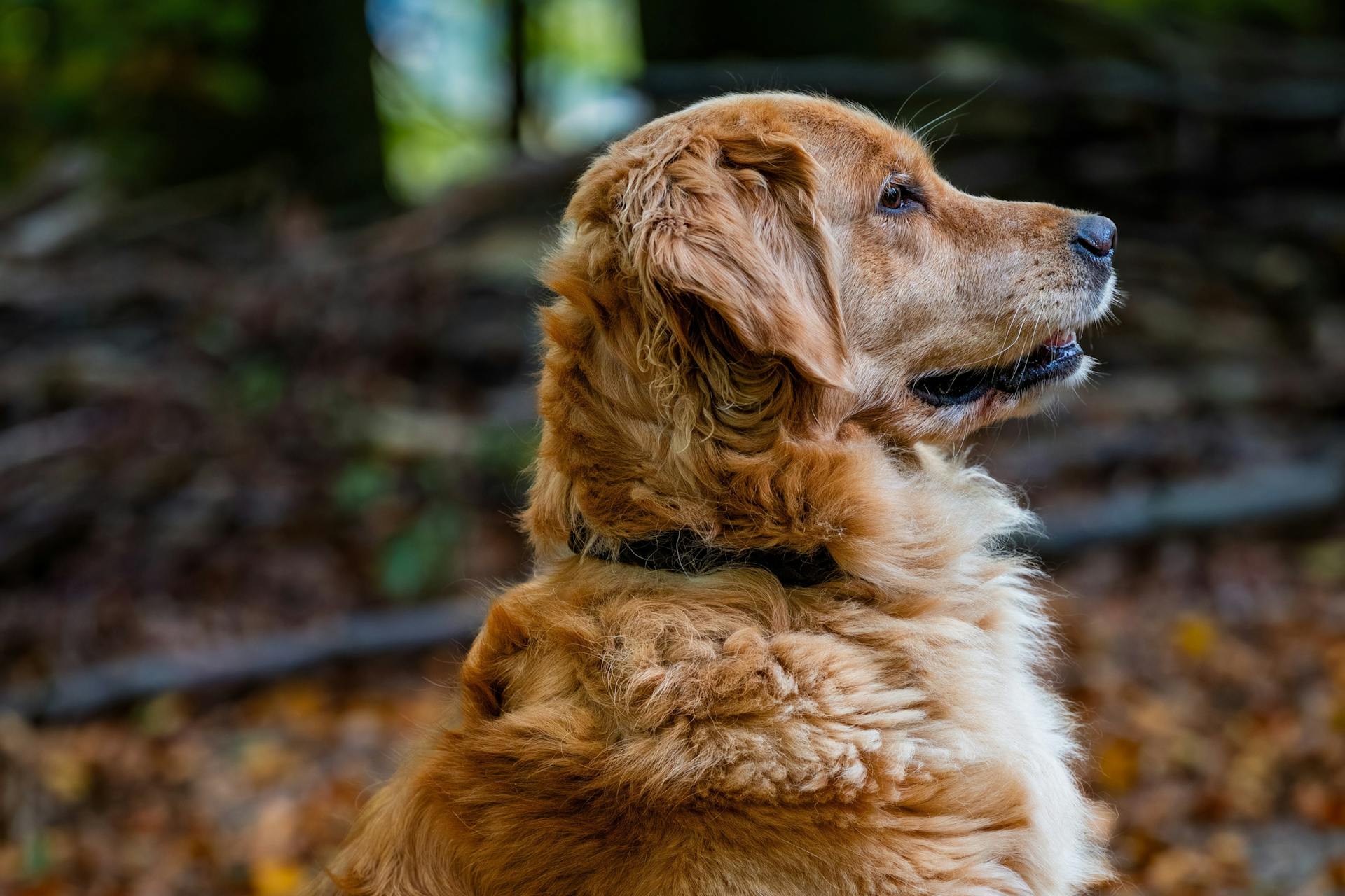 Ein Golden Retriever steht in der Nähe von umgestürzten Bäumen im Wald | Quelle: Pexels