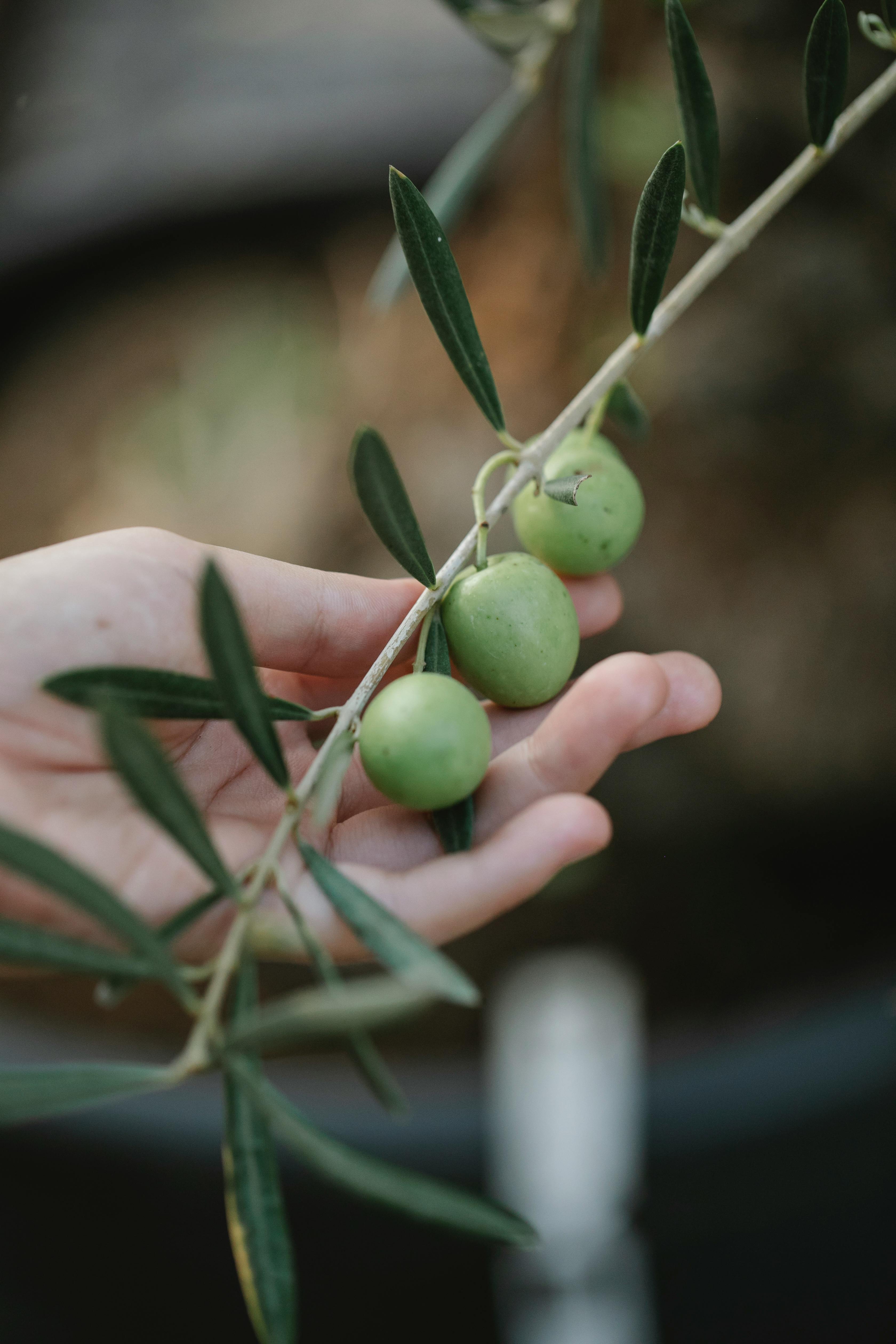 Ein Olivenzweig | Quelle: Pexels