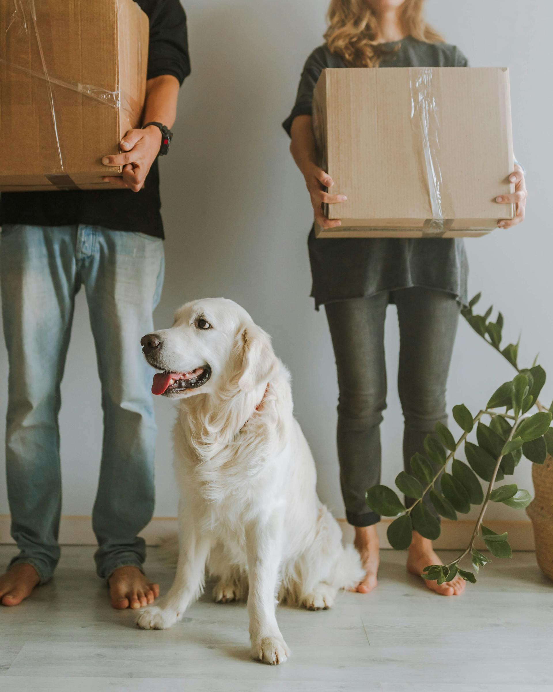 Ein Hund sitzt neben einem Paar, das Kisten hält | Quelle: Pexels