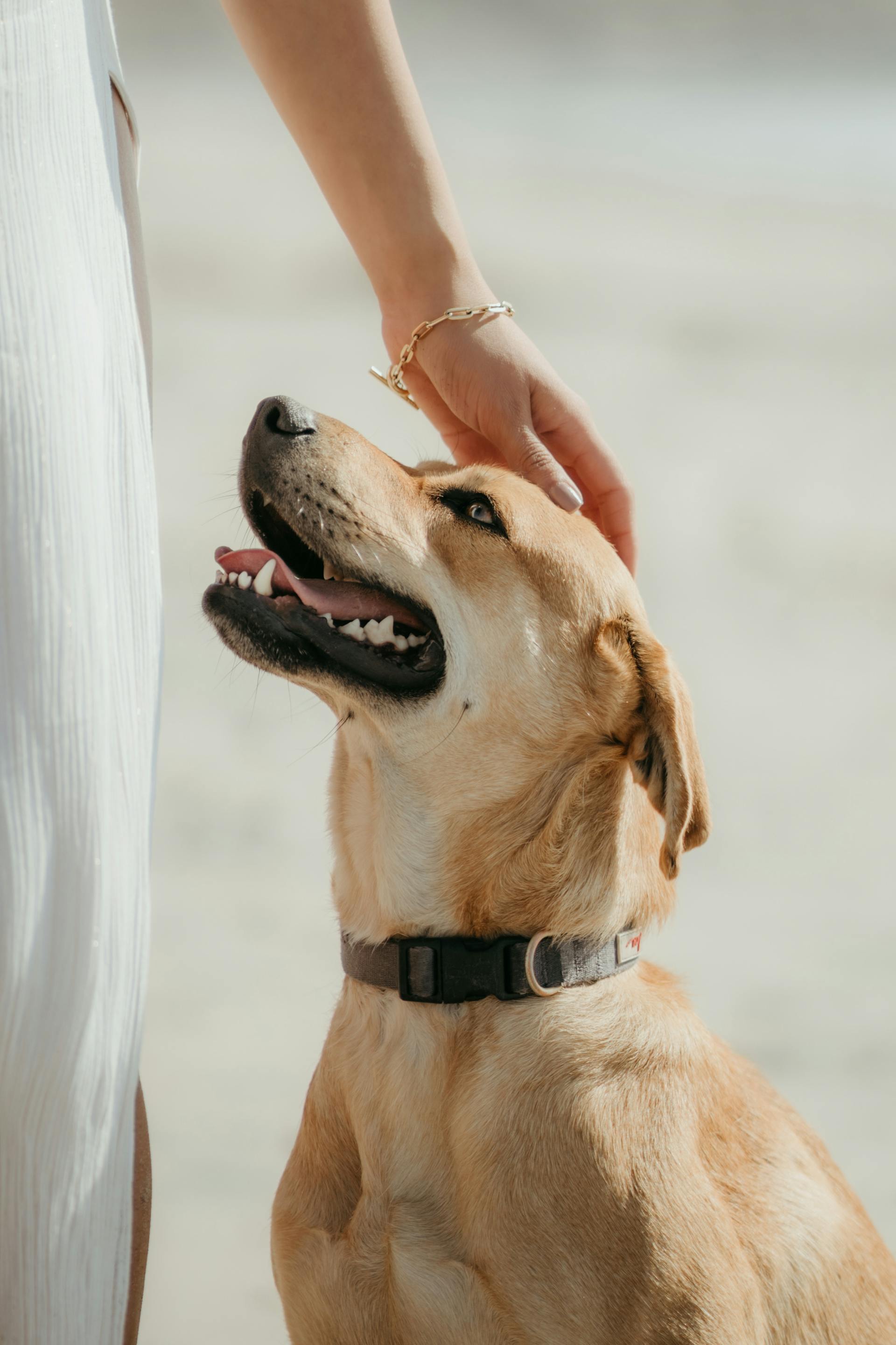 Eine Frau streichelt einen Hund | Quelle: Pexels