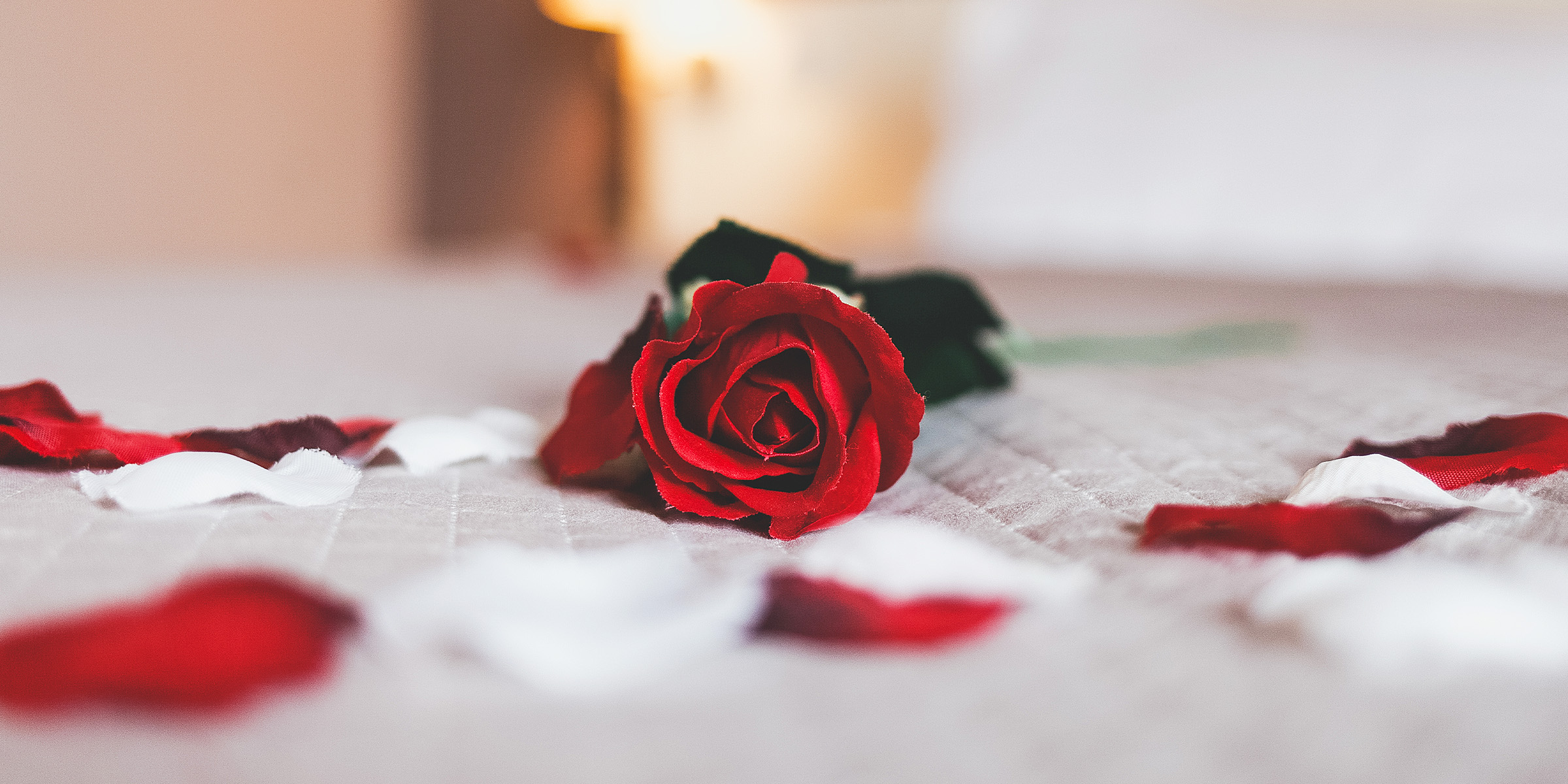 Eine rote Rose auf einem Bett | Quelle: Shutterstock