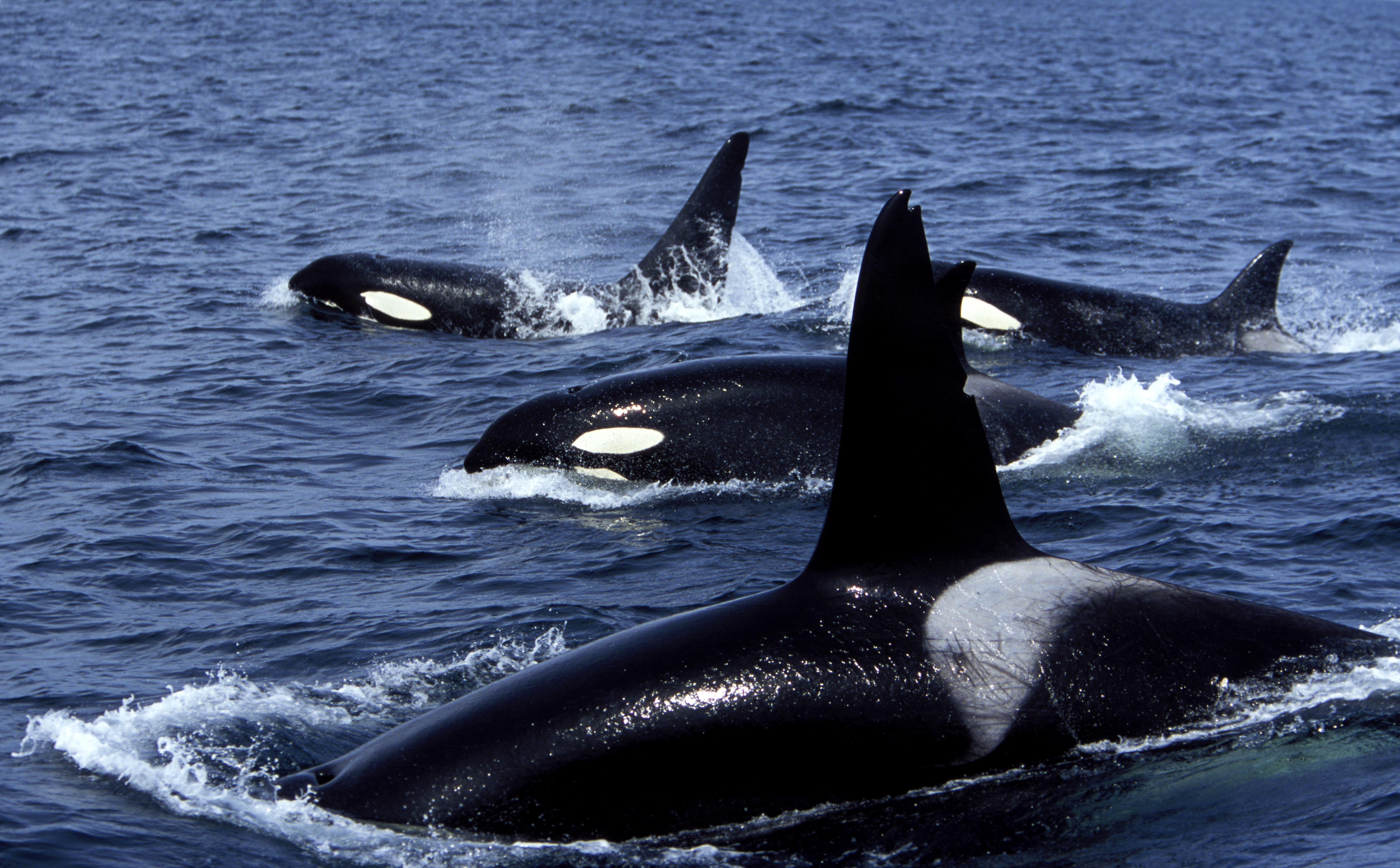 Eine Schule Orcas | Quelle: Getty Images