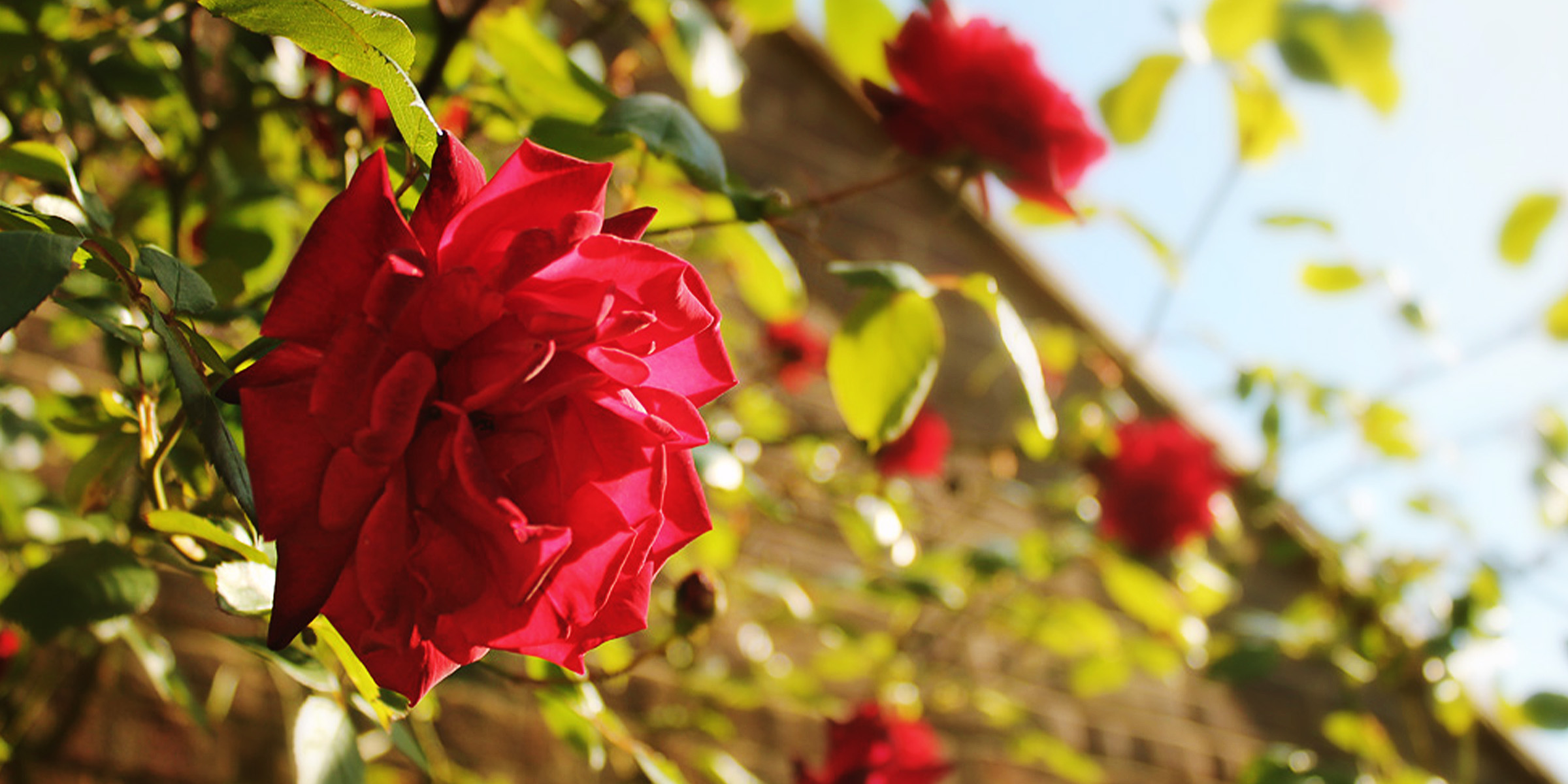 Rosen in einem Garten | Quelle: Flickr