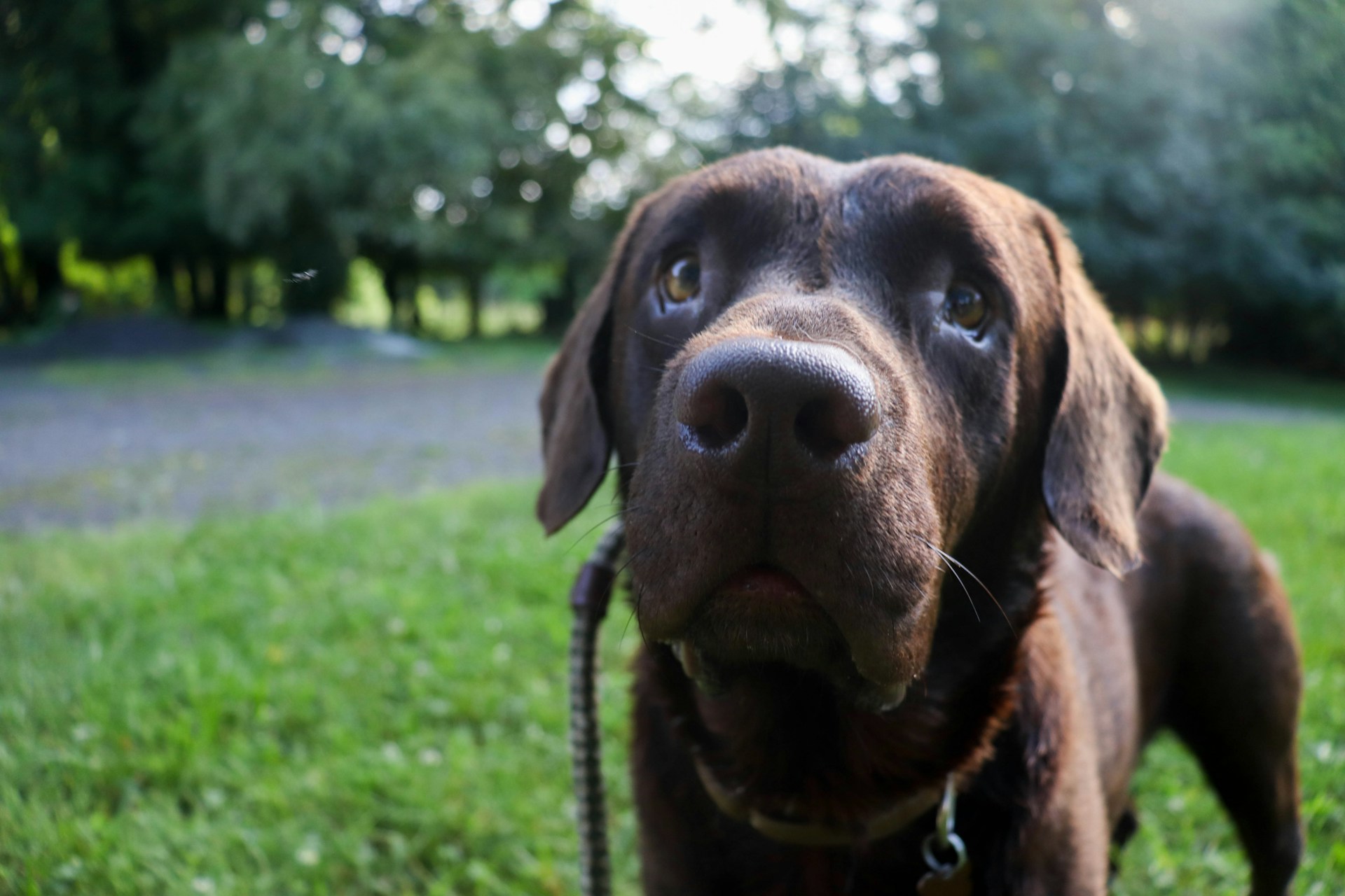 Nahaufnahme eines niedlichen braunen Hundes | Quelle: Unsplash